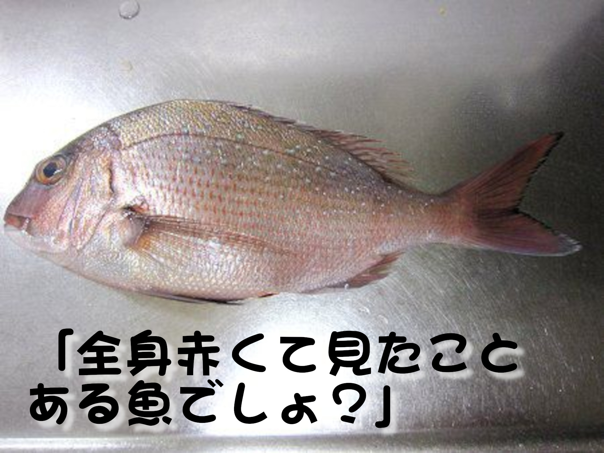 マダイ
「全身赤くて見たことある魚でしょ？」