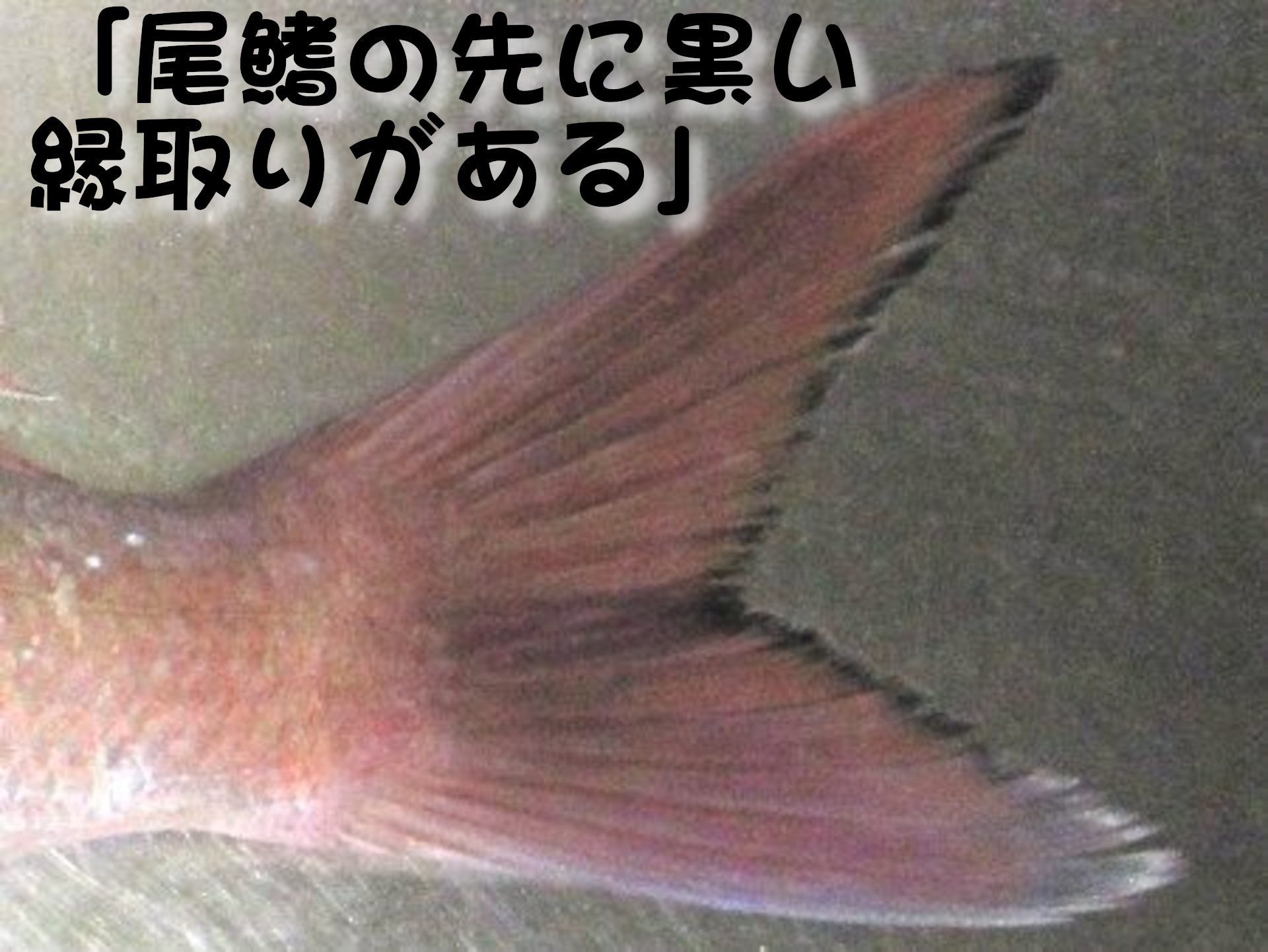 マダイ
「尾鰭の先に黒い縁取りがある」