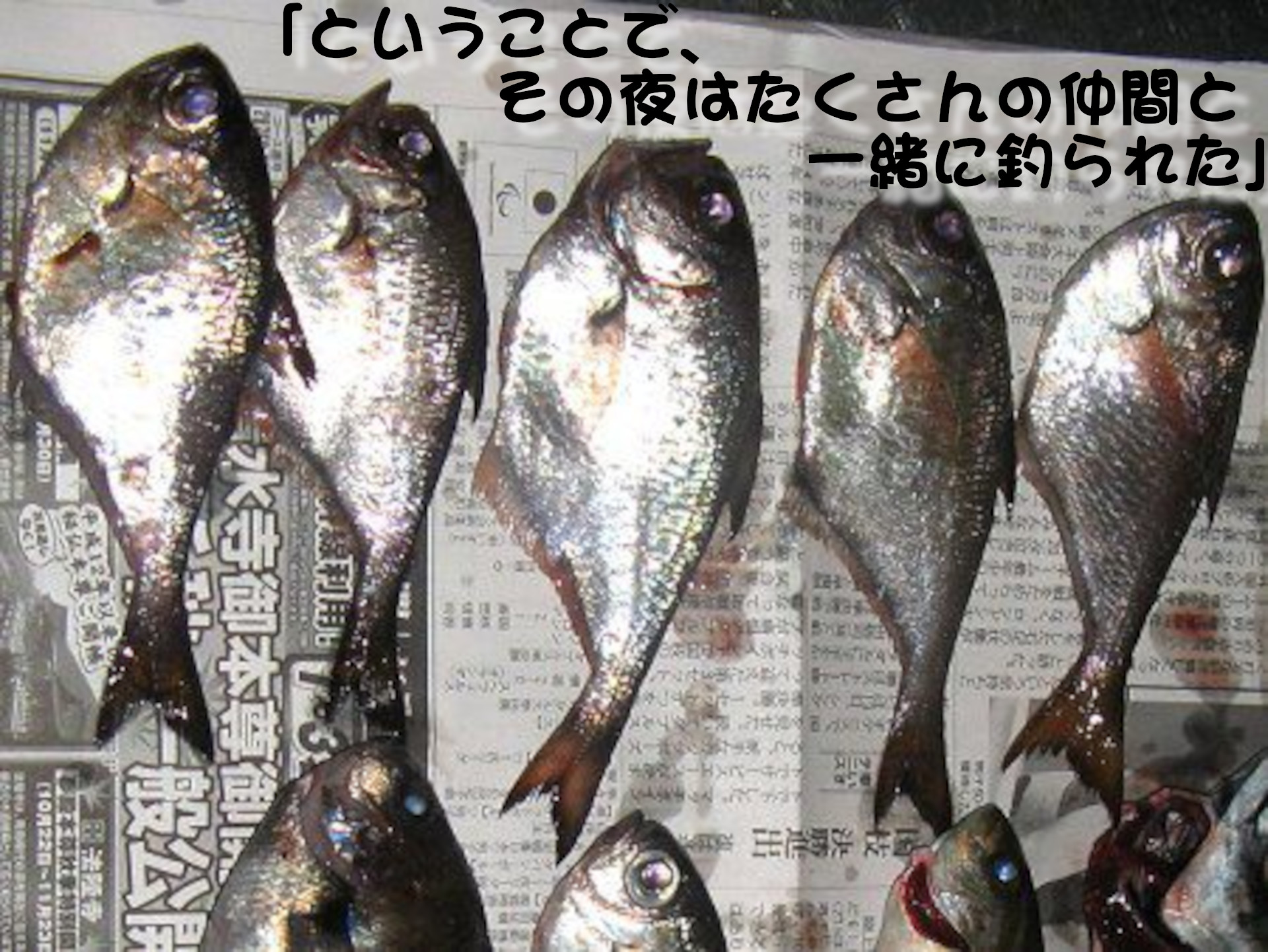 ミナミハタンポ
「ということで、その夜はたくさんの仲間と一緒に釣られた」
