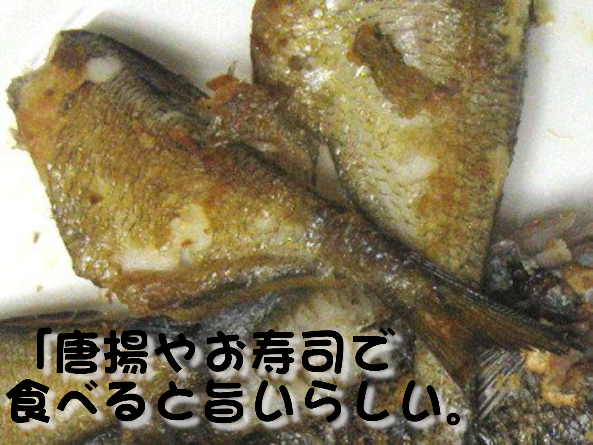 ミナミハタンポ
「唐揚やお寿司で食べると旨いらしい。