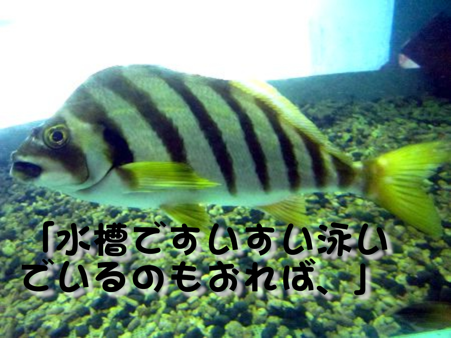 タカノハダイ
「水槽ですいすい泳いでいるのもおれば、」