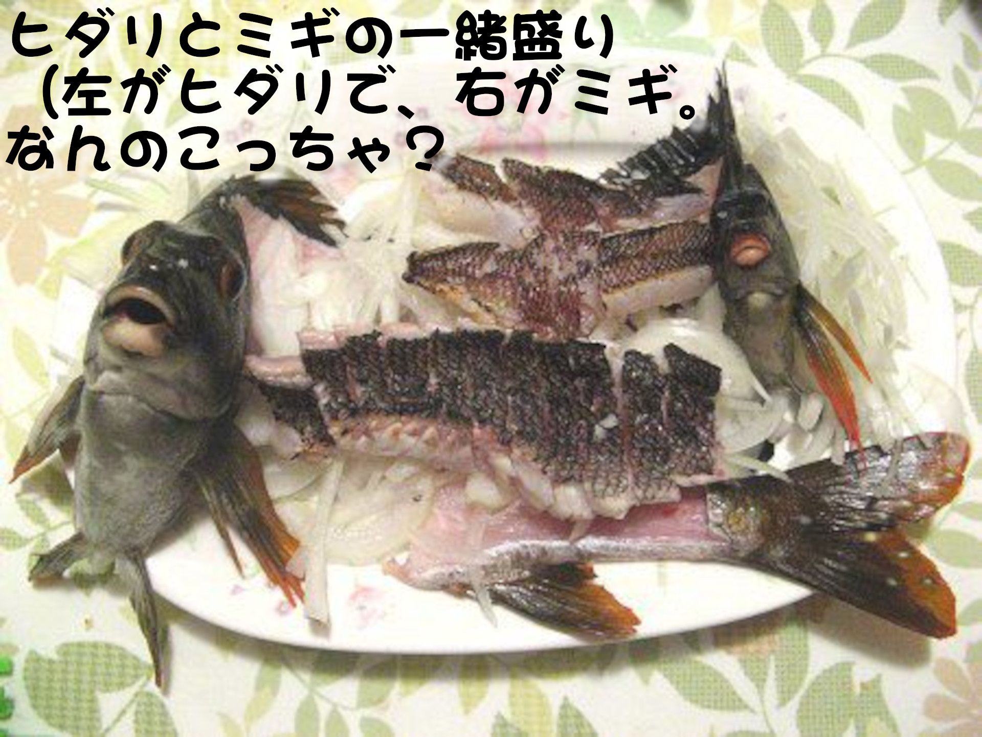 タカノハダイ
ヒダリとミギの一緒盛り
（左がヒダリで、右がミギ。
なんのこっちゃ？