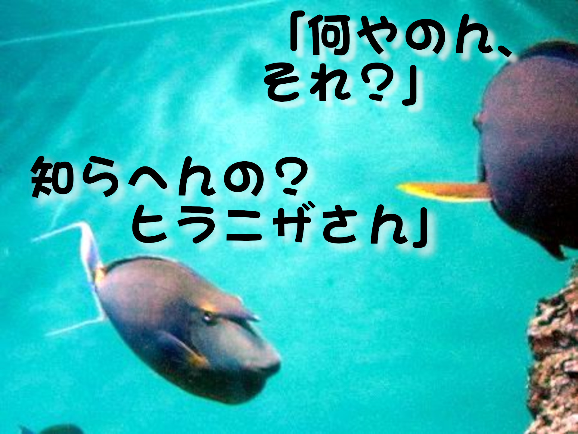 テングハギ
「何やのん、それ？」
「知らへんの？ヒラビザさん」