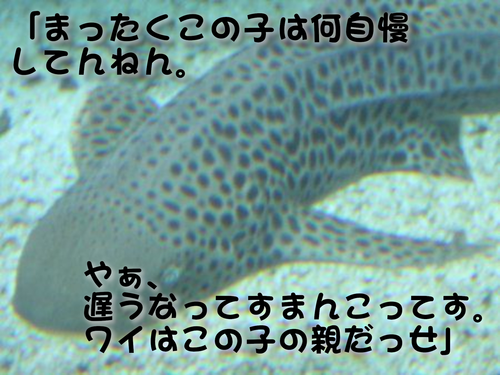 トラフザメ
「まったくこの子は何自慢してんねん。やぁ、遅うなってすまんこってす。ワイはこの子の親だっせ」