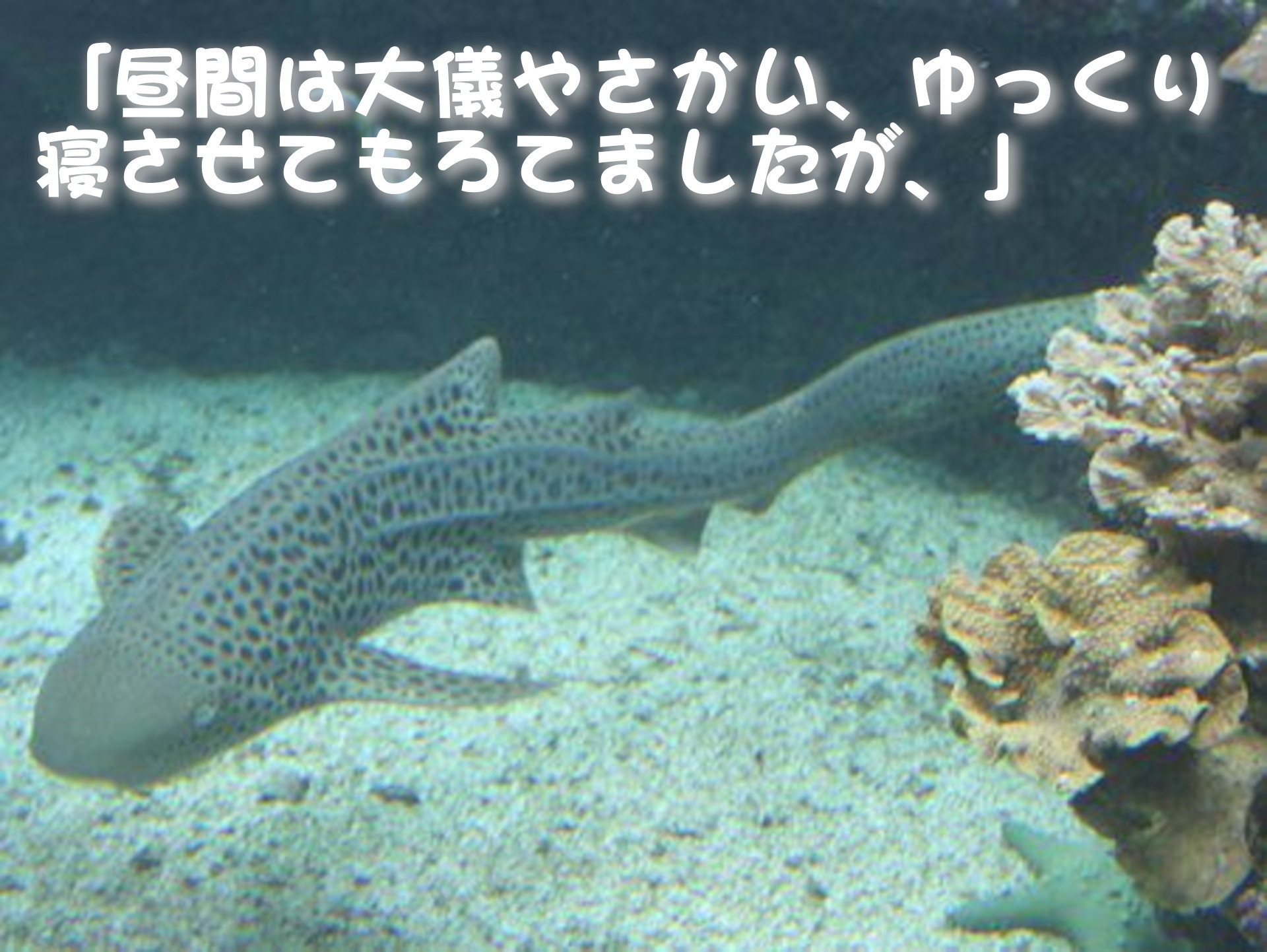 トラフザメ
「昼間は大儀やさかい、ゆっくり
寝させてもろてましたが、」