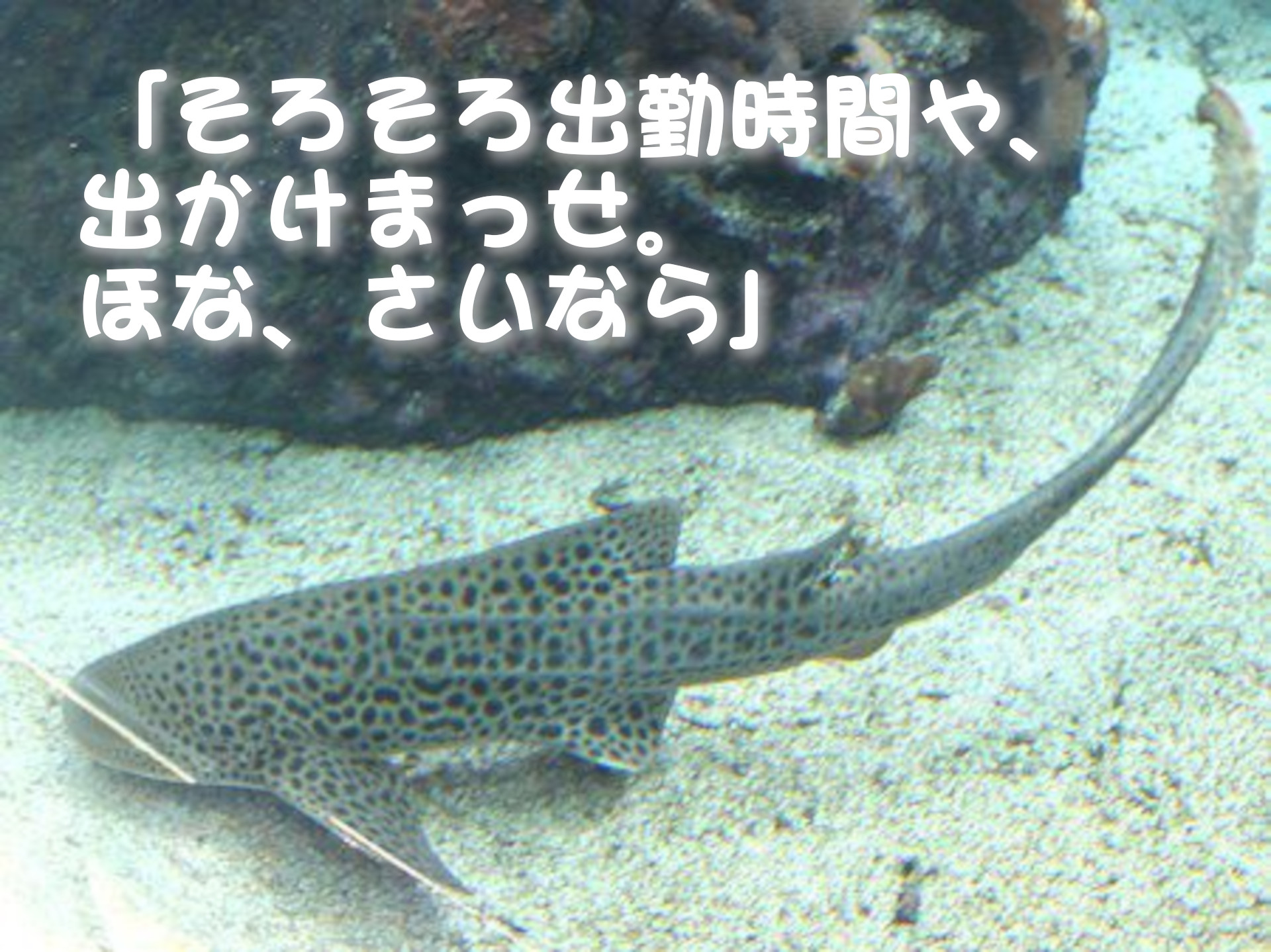 トラフザメ
「そろそろ出勤時間や、出かけまっせ。ほな、さいなら」