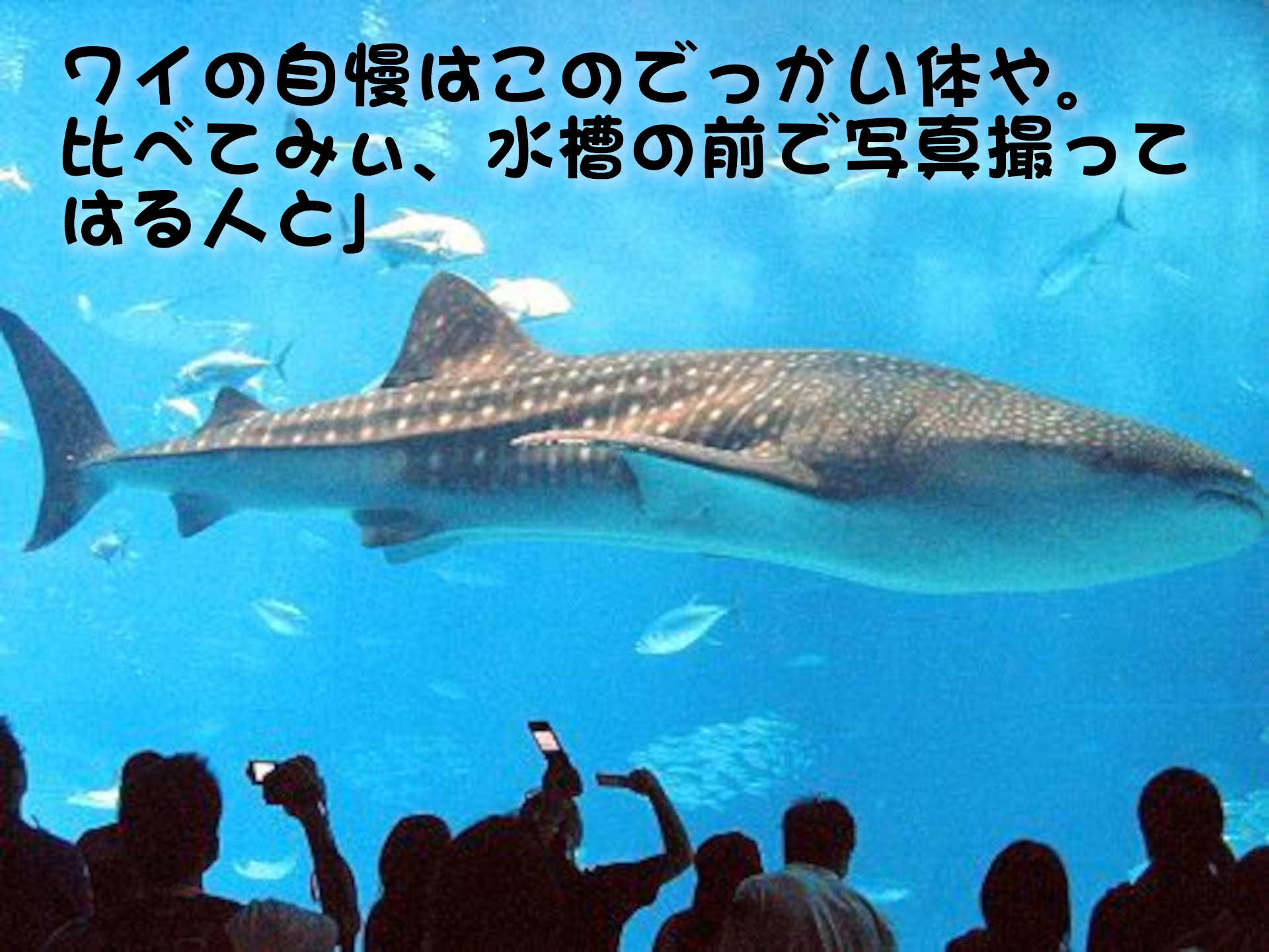 ジンベイザメ
「ワイの自慢はこのでっかい体や。比べてみぃ、水槽の前で写真撮ってはる人と」