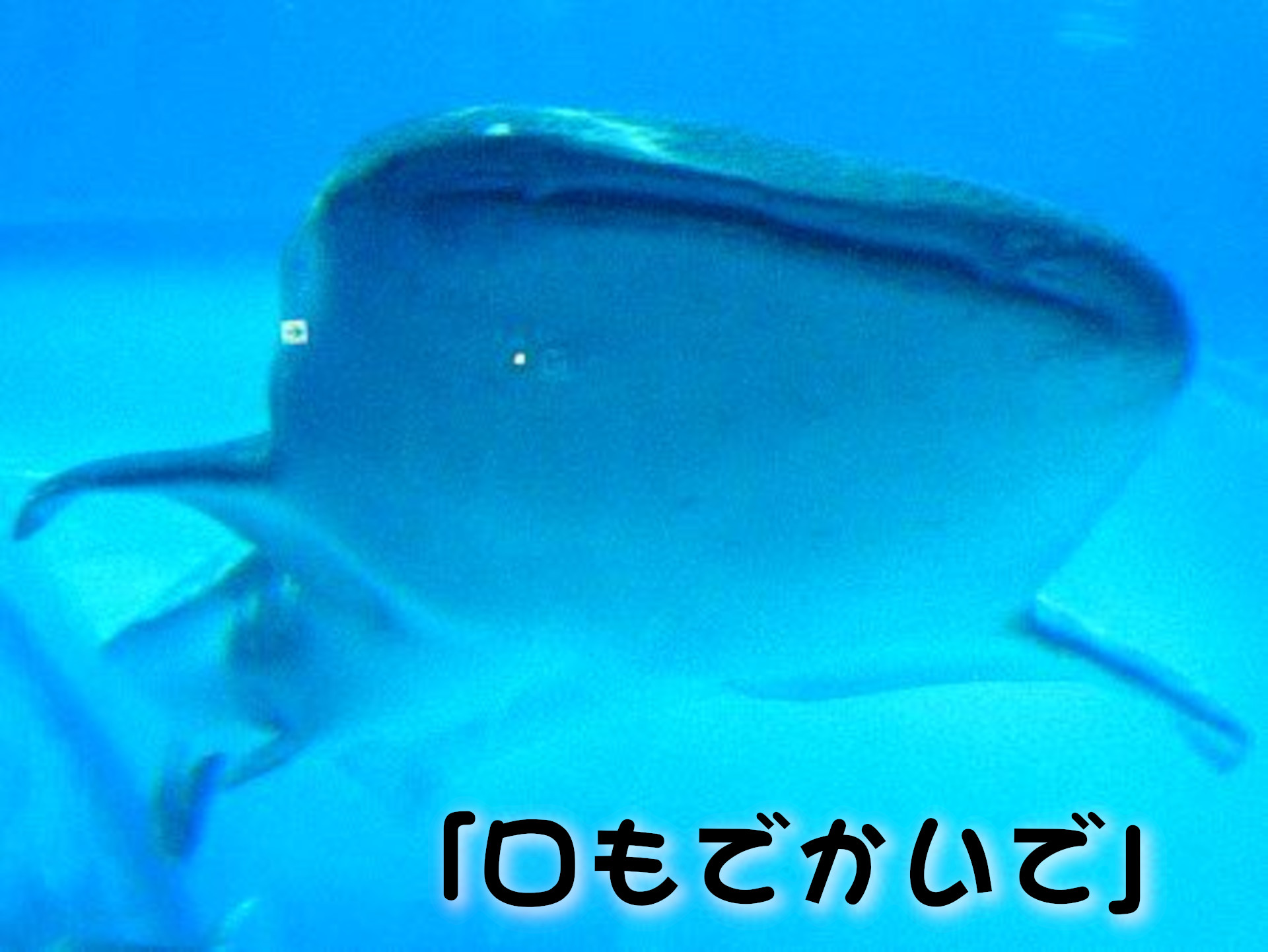 ジンベイザメ
「口もでかいで」