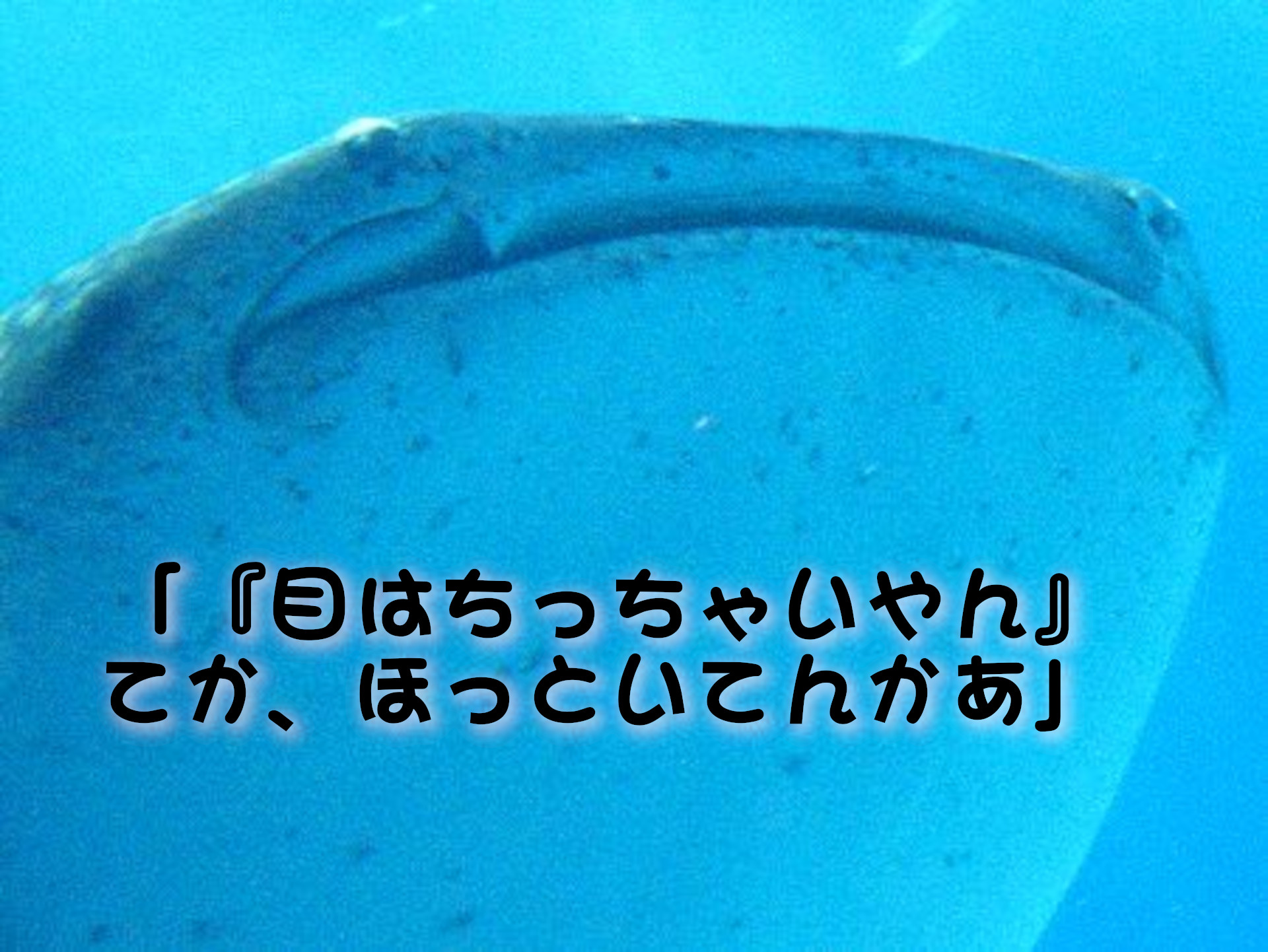 ジンベイザメ
「『目はちっちゃいやん』てか、ほっといてんかぁ」