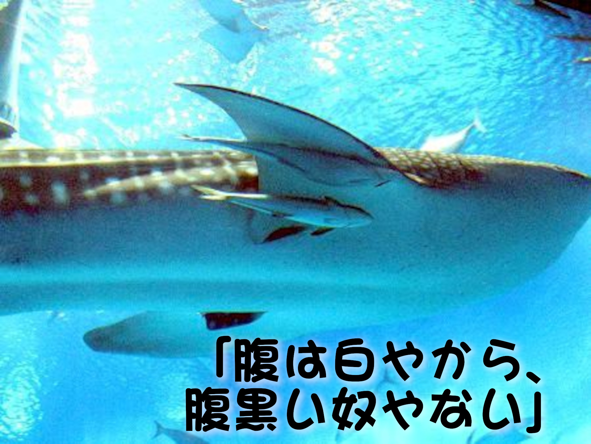 ジンベイザメ
「腹は白やから、腹黒い奴やない」