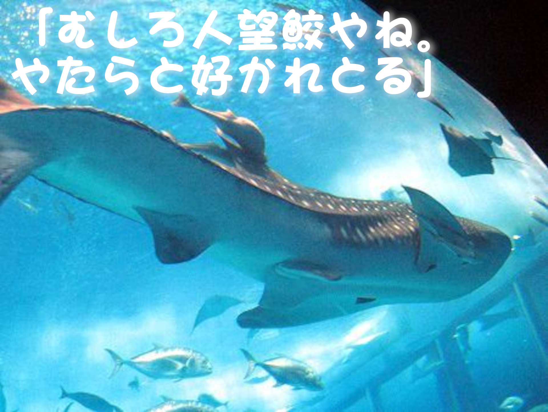 ジンベイザメ
「むしろ人望鮫やね。やたらと好かれとる」