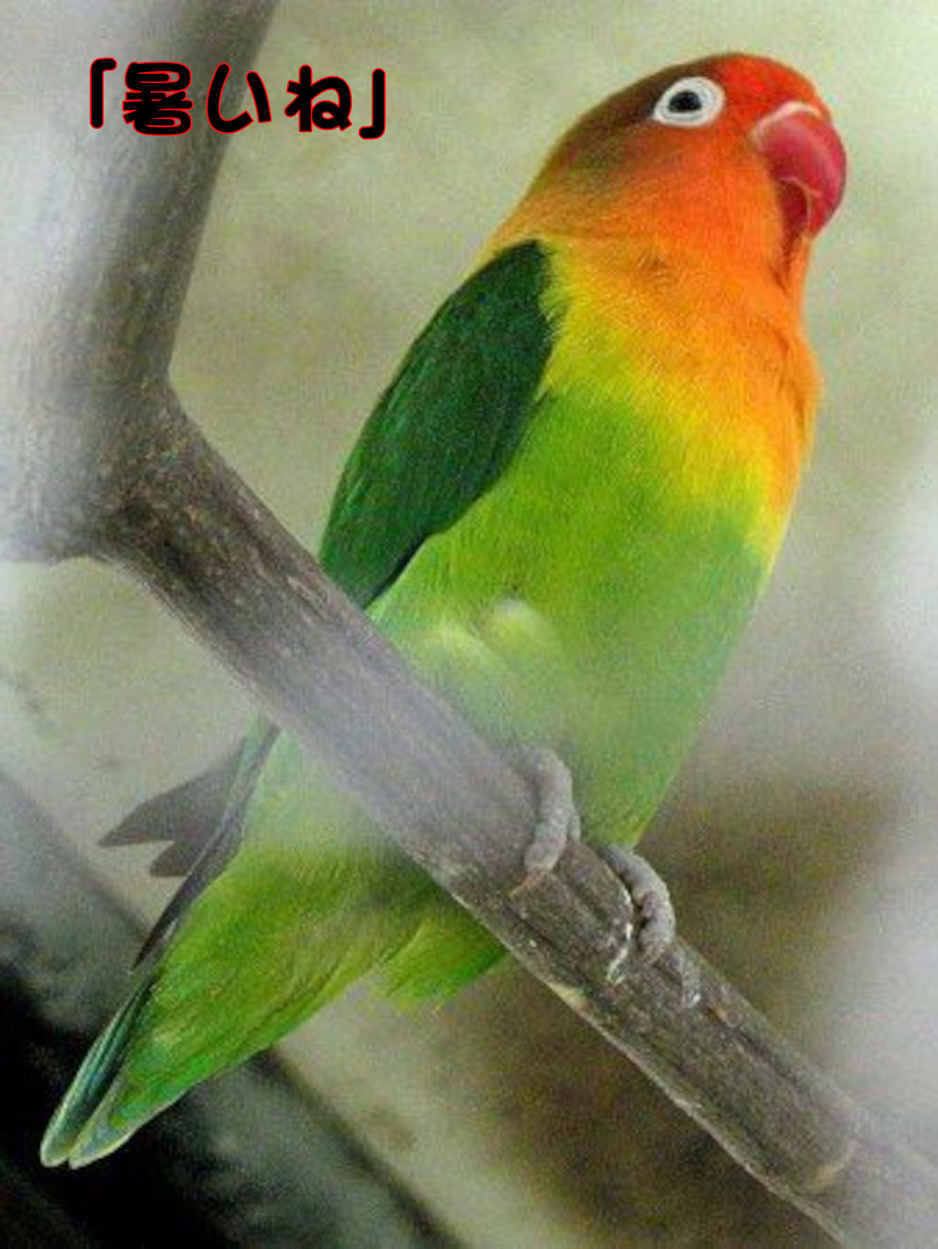 ボタンインコ
「暑いね」