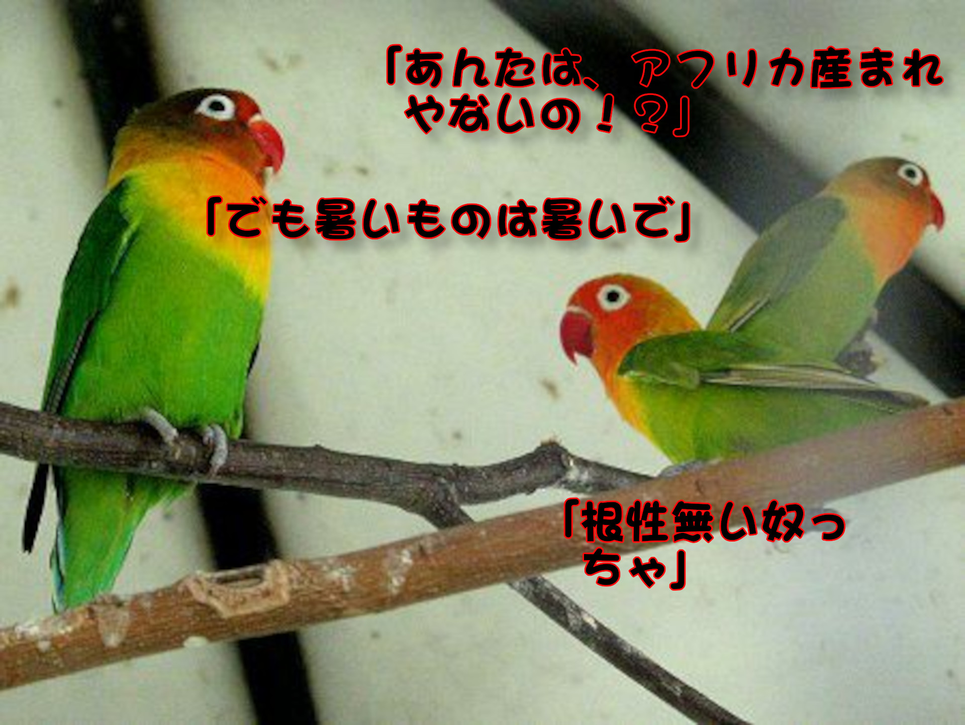 ボタンインコ
「あんたは、アフリカ産まれやないの！？」
「でも暑いものは暑いで」
「根性無い奴っちゃ」