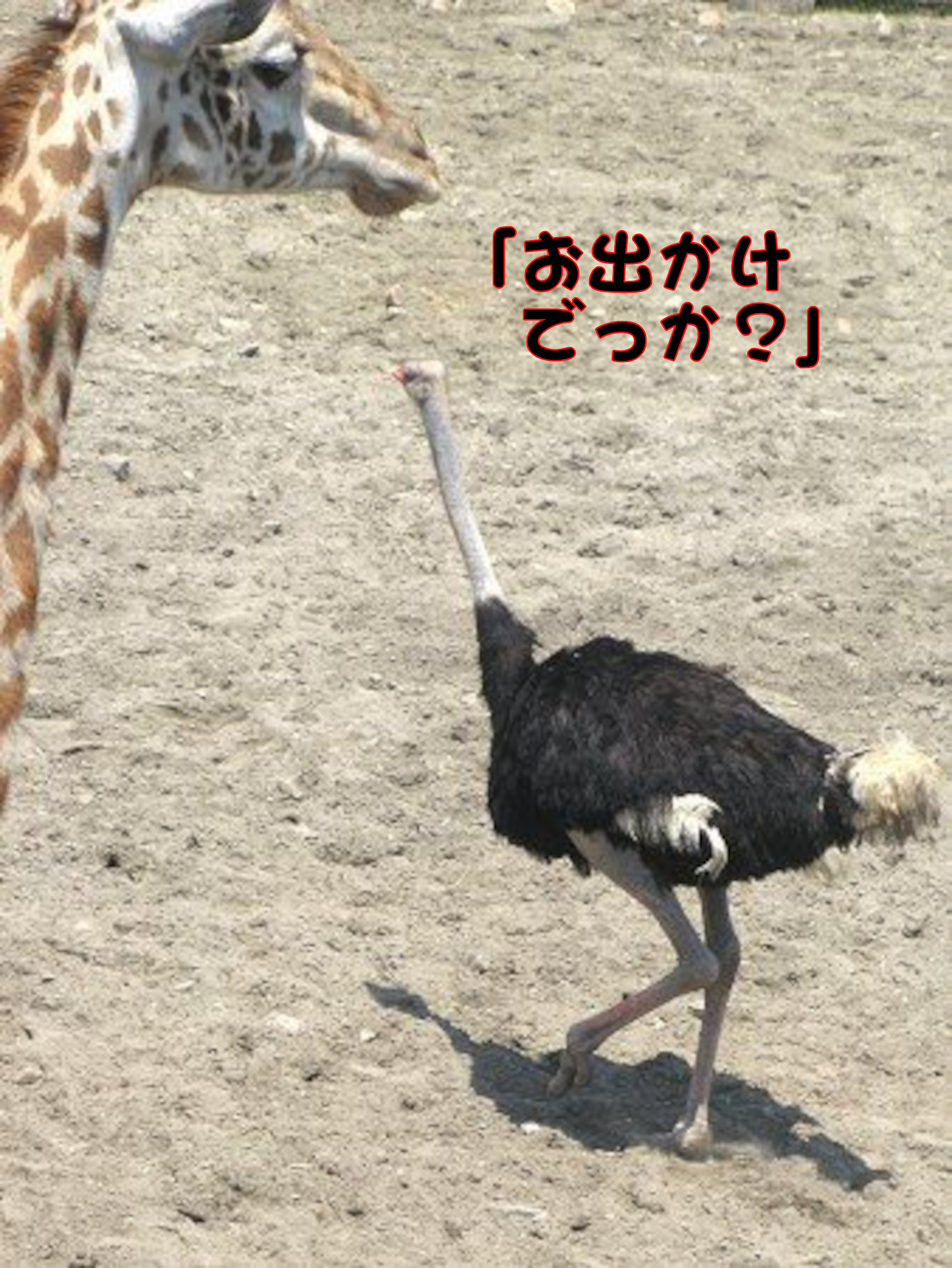 ダチョウ
「お出かけでっか？」
