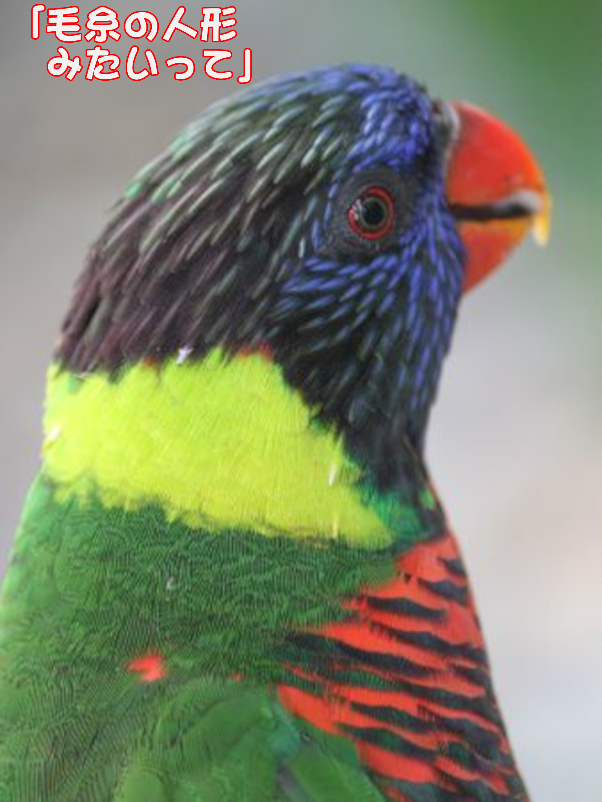 ゴシキセイガイインコ
「毛糸の人形みたいって」