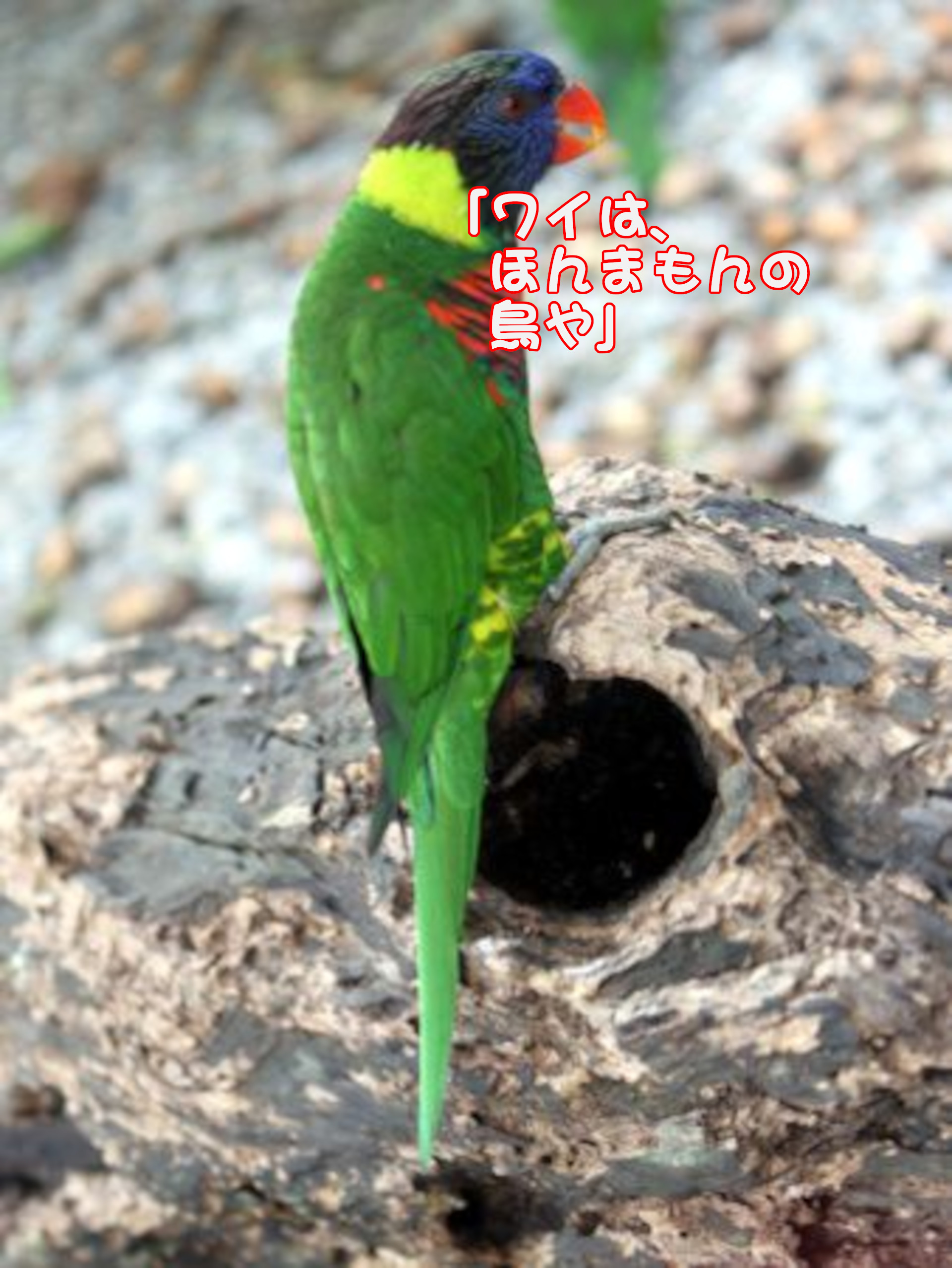 ゴシキセイガイインコ
「ワイはほんまもんの鳥や」