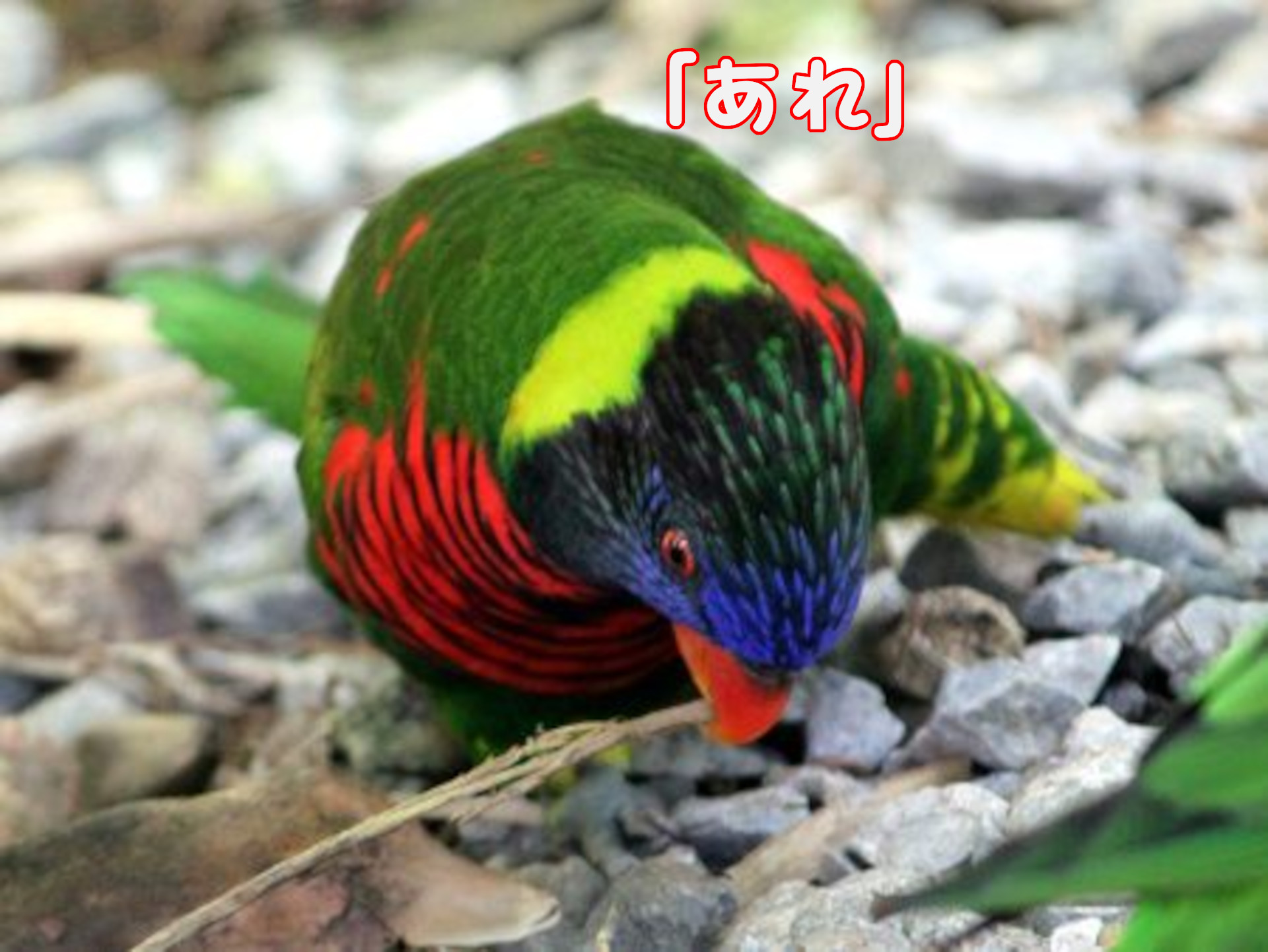 ゴシキセイガイインコ
「あれ」