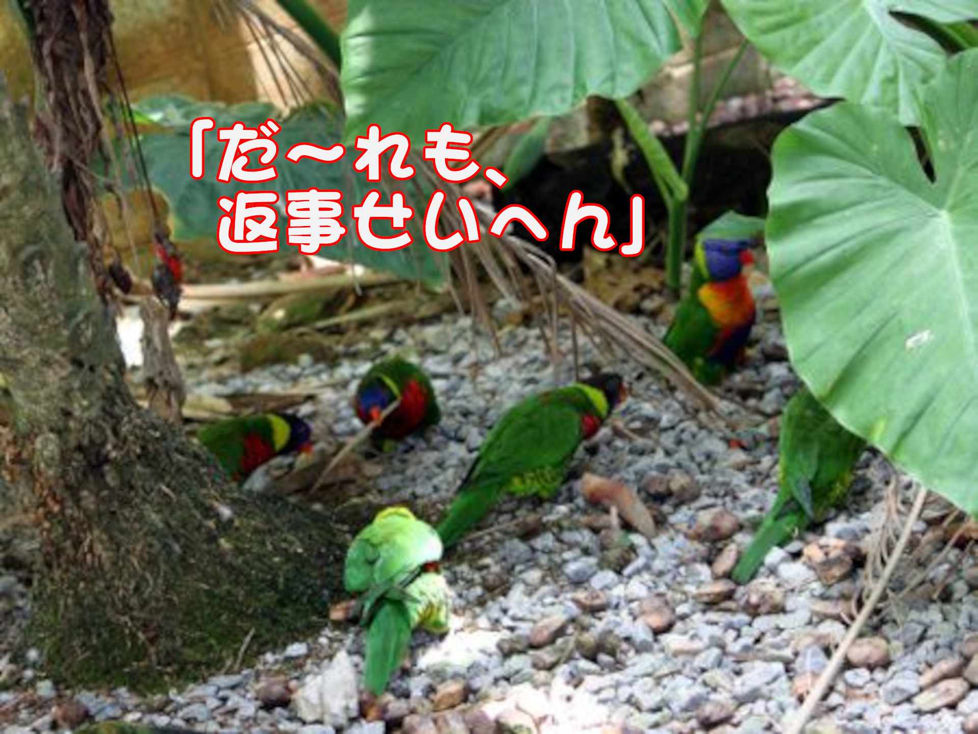 ゴシキセイガイインコ
「だ～れも、返事せいへん」