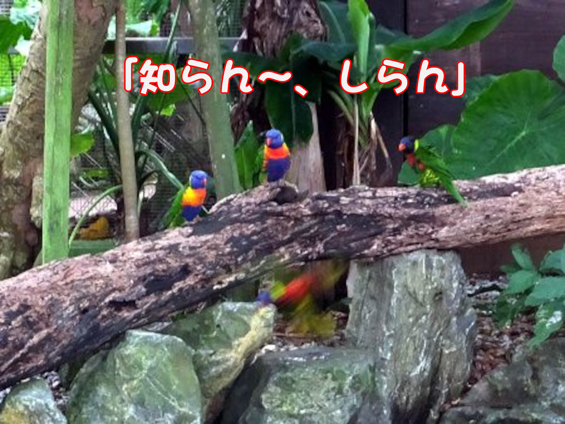 ゴシキセイガイインコ
「知らん～、しらん」