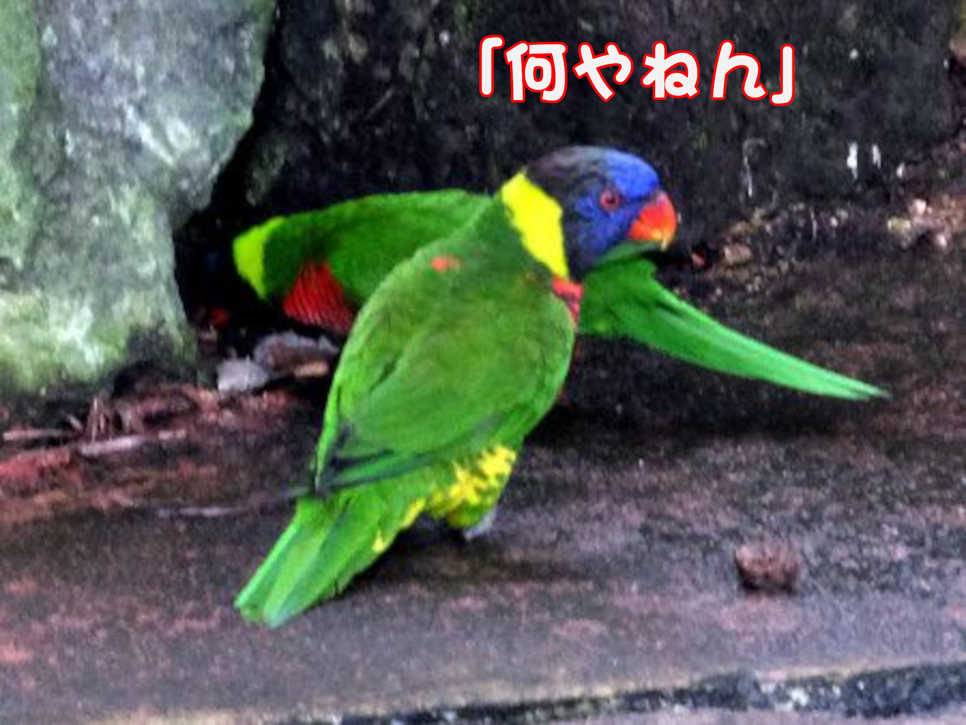 ゴシキセイガイインコ
「何やねん」