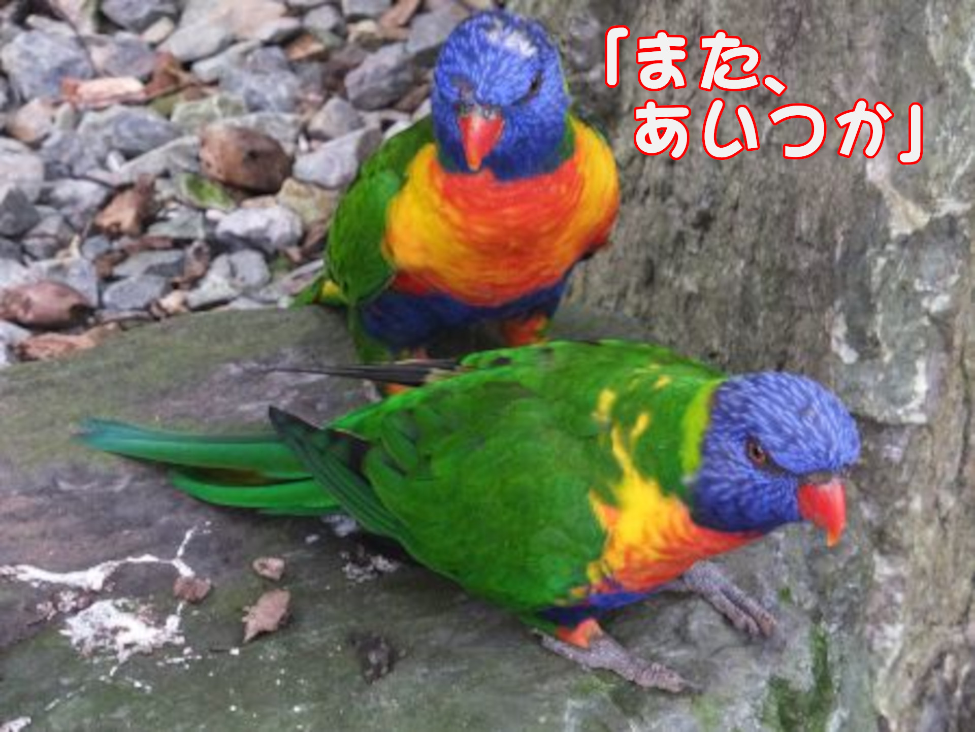 ゴシキセイガイインコ
「また、あいつか」