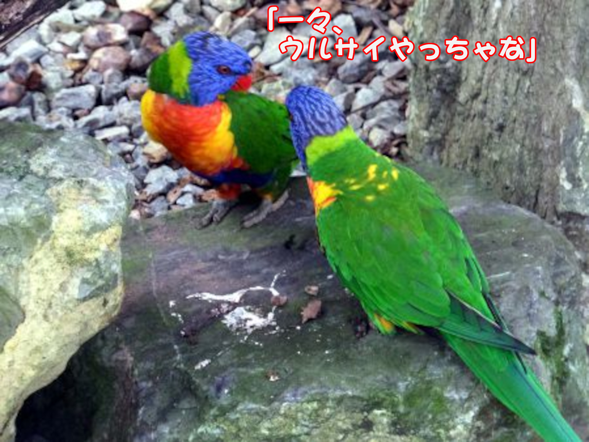 ゴシキセイガイインコ
「一々、ウルサイやっちゃな」