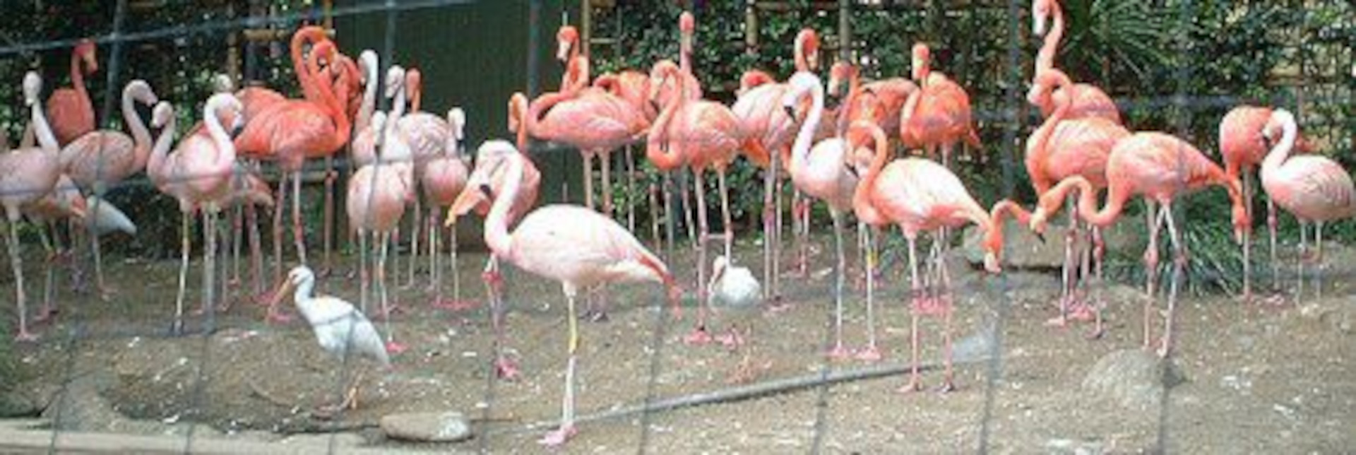 The photo above is nothing special, just a group of flamingos. Nevertheless, there is an atmosphere reminiscent of a group of gorgeous ballerinas.