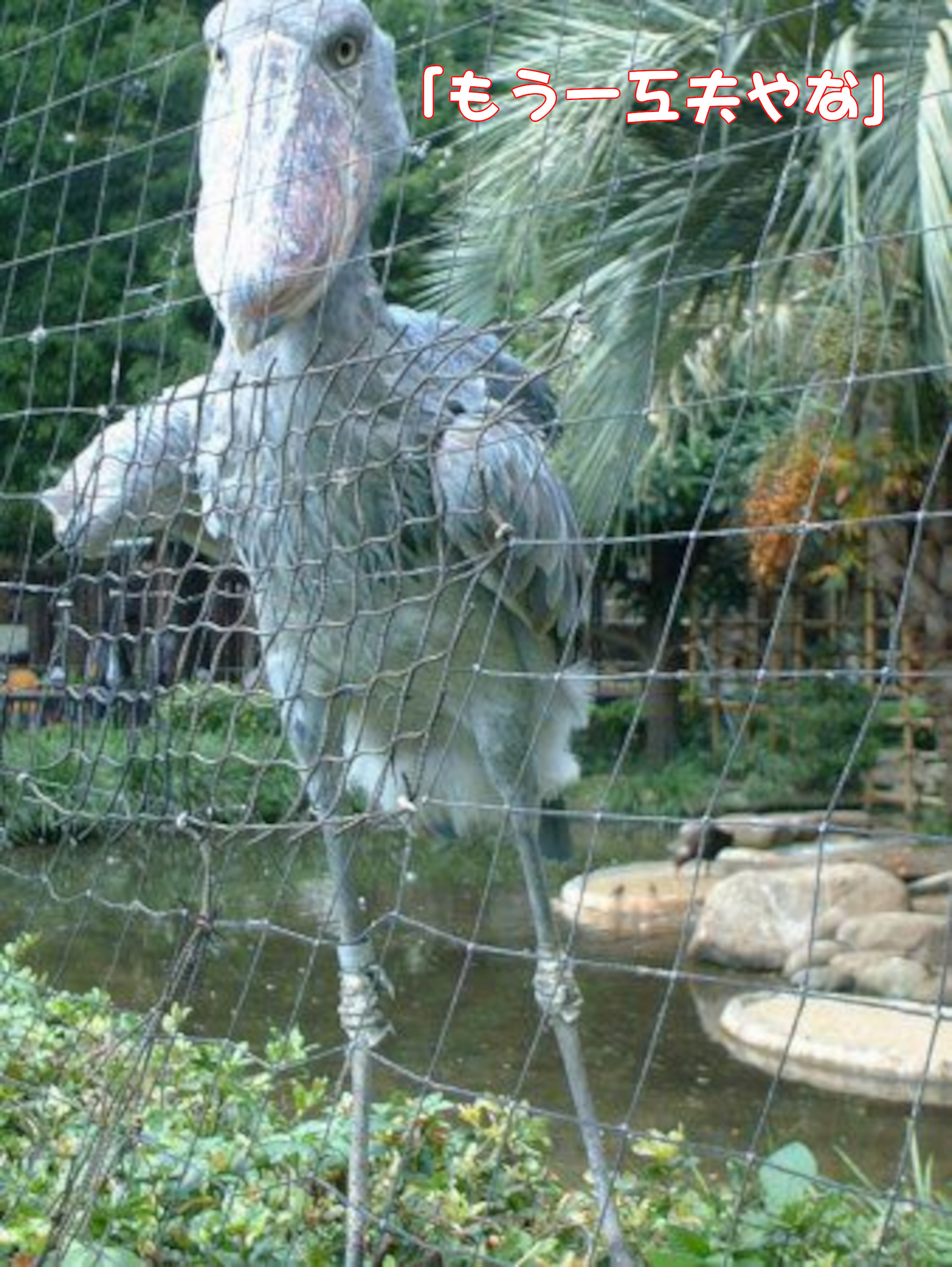 ハシビロコウ
「もう一工夫やな」