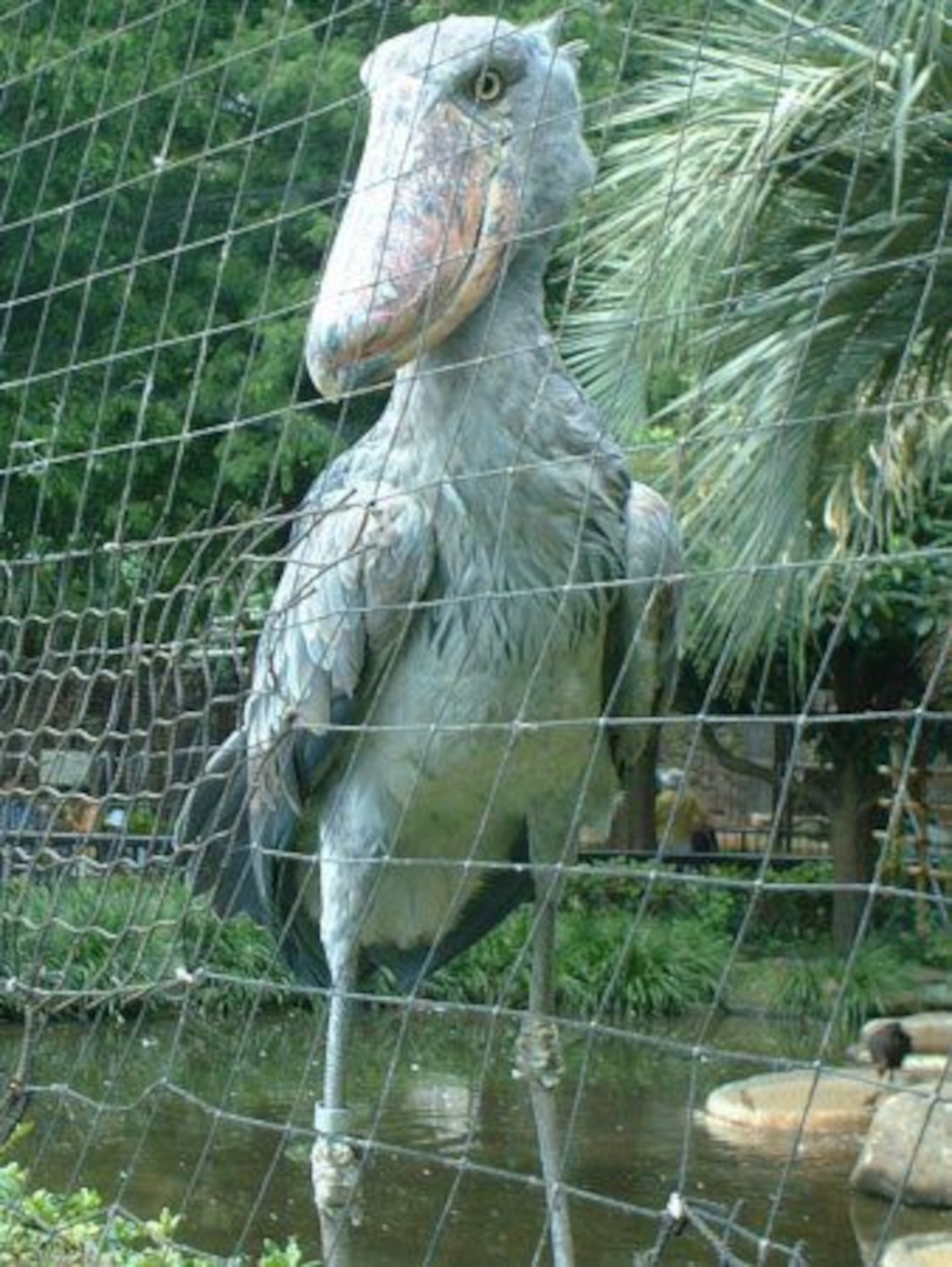 Shoebill