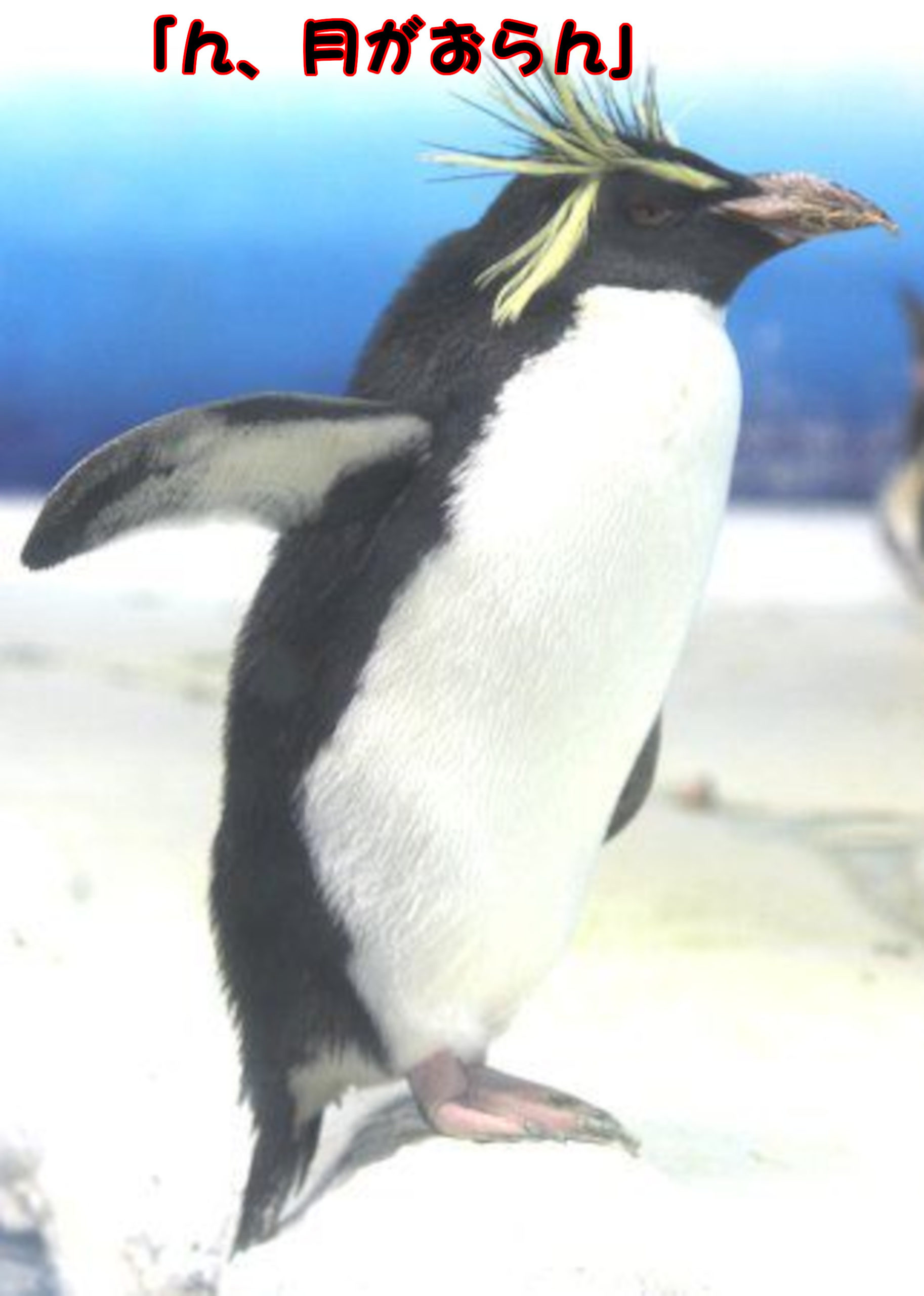 イワトビペンギン
「ん、月がおらん」