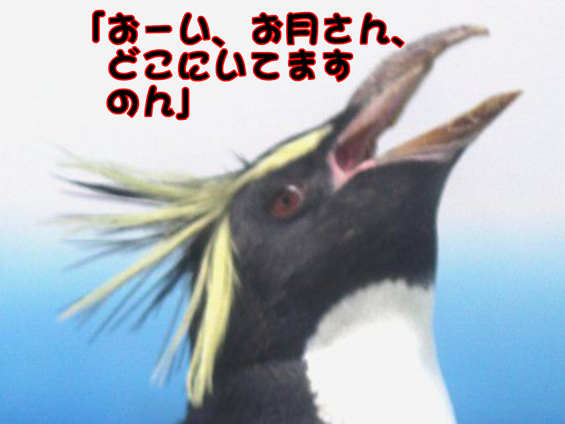 イワトビペンギン
「おーい、お月さん、どこにいてますのん」