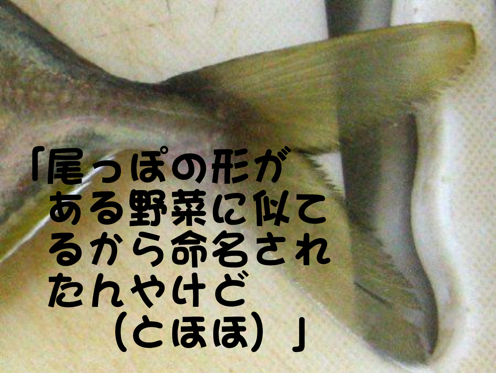 カイワリ
「尾っぼの形がある野菜に似てるから命名されたんやけど、（とほほ）」
