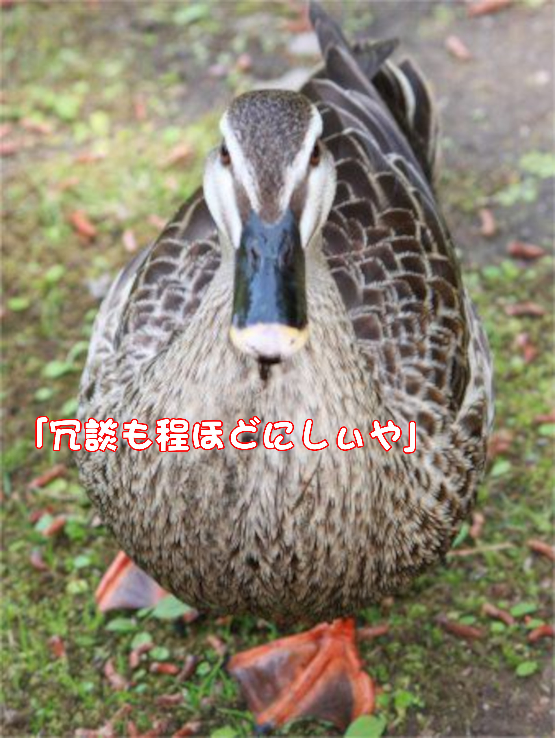 カルガモ
「冗談も程ほどにしぃや」