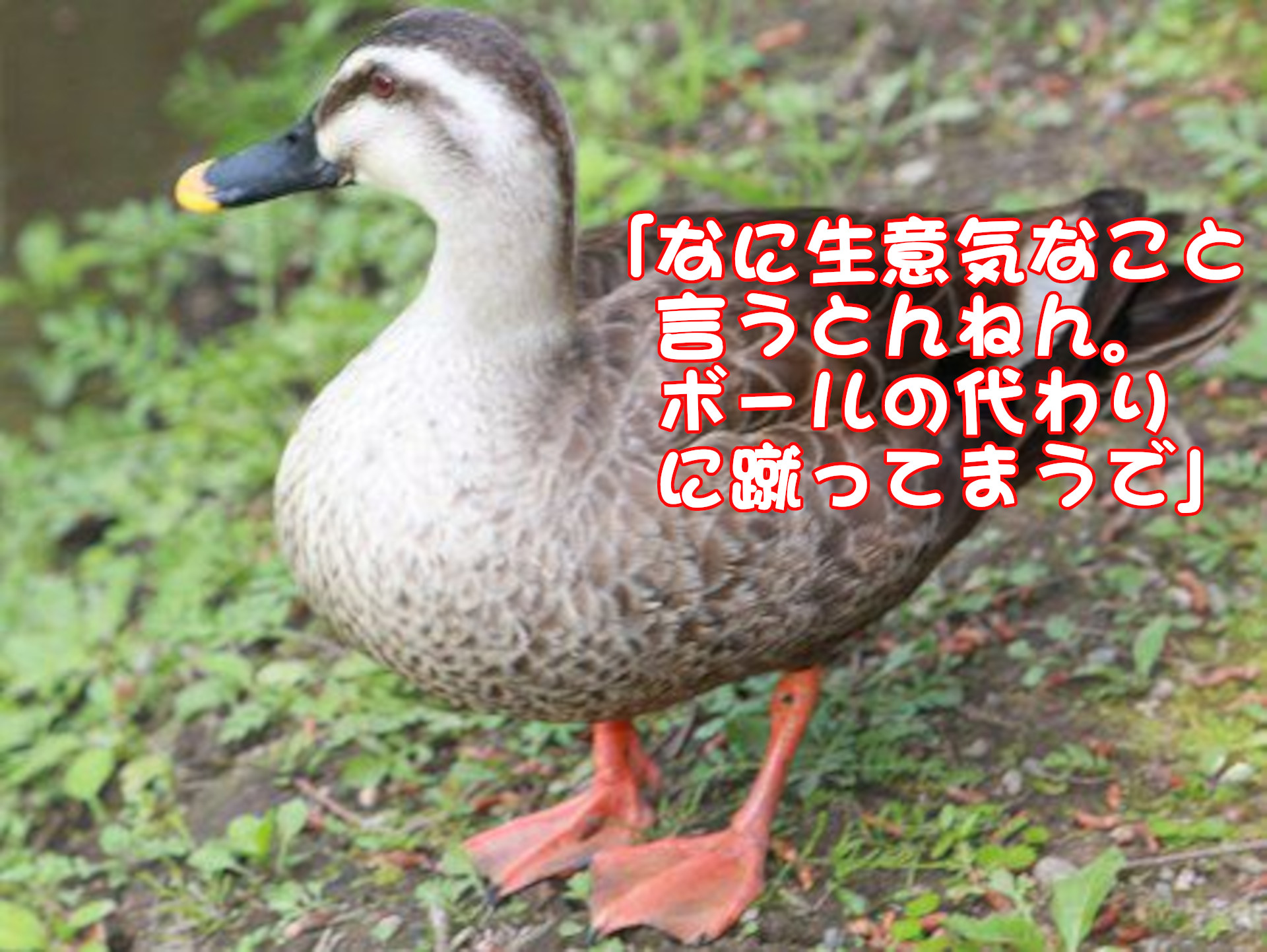 カルガモ
「なに生意気なこと言うとんねん。ボールの代わりに蹴ってまうで」