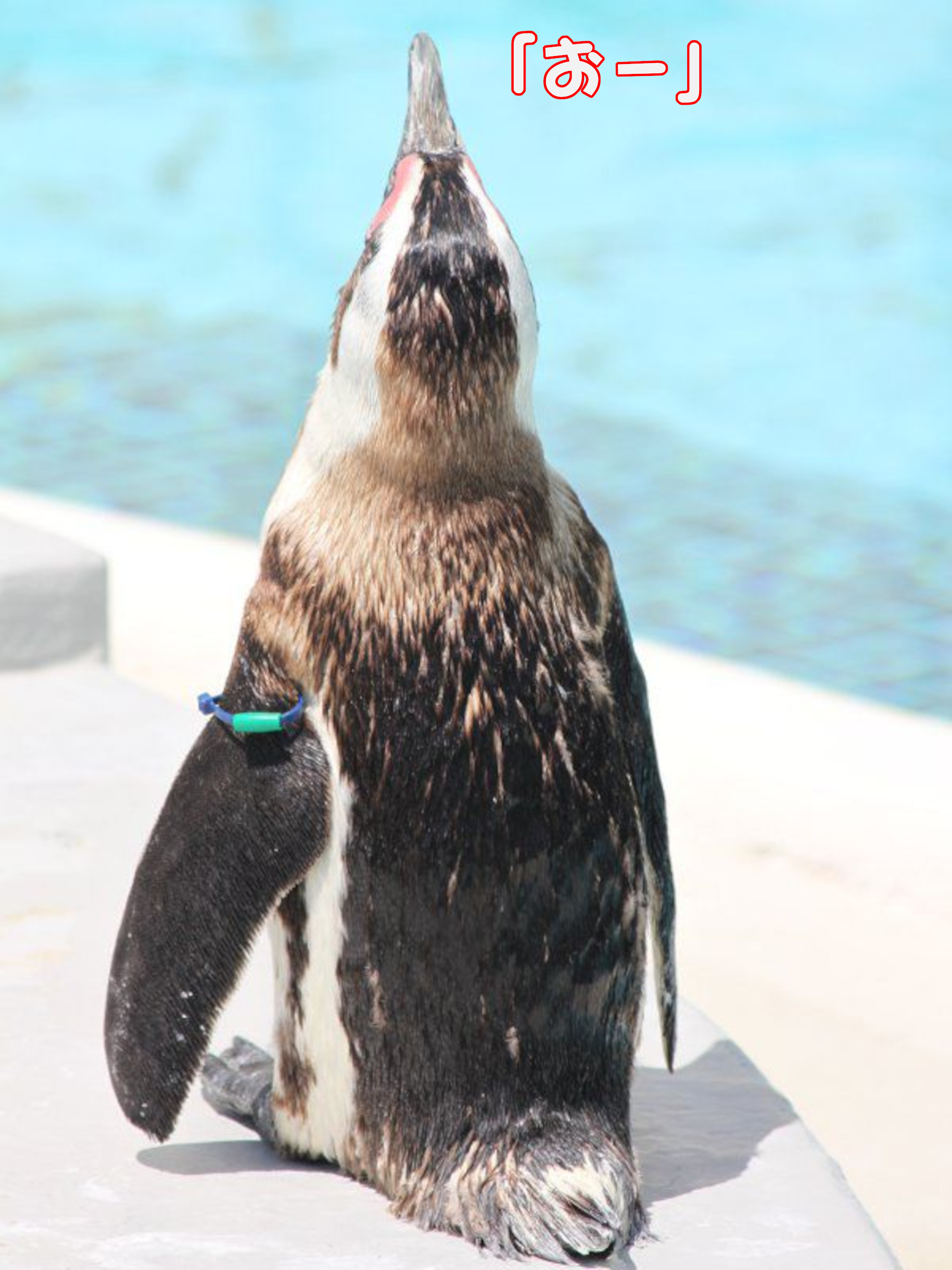 ケープペンギン
「おー」