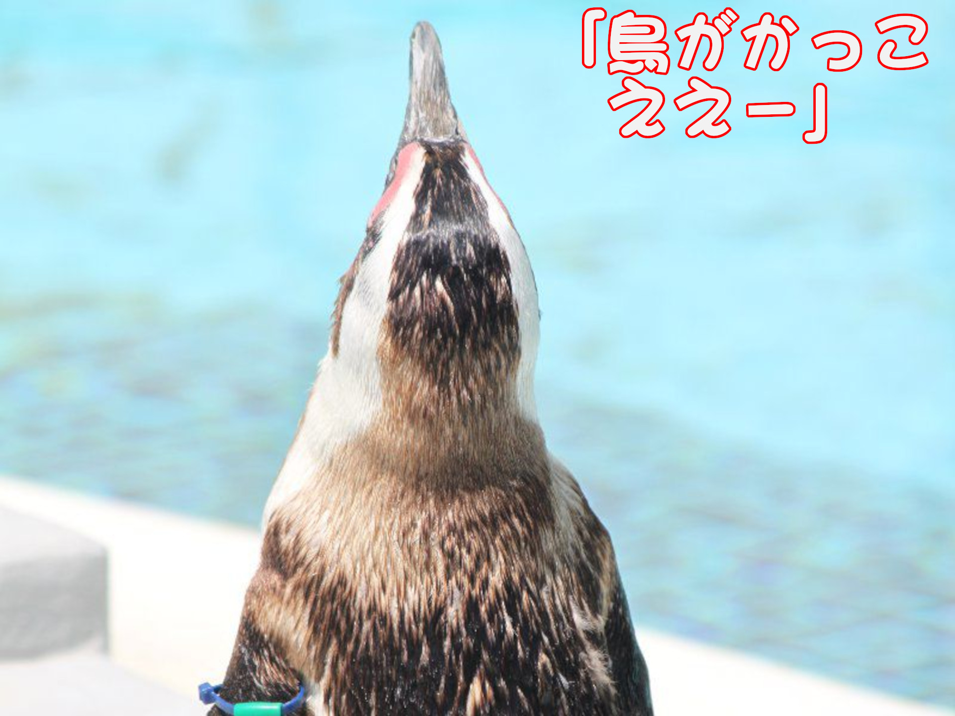 ケープペンギン
「鳥がかっこええー」