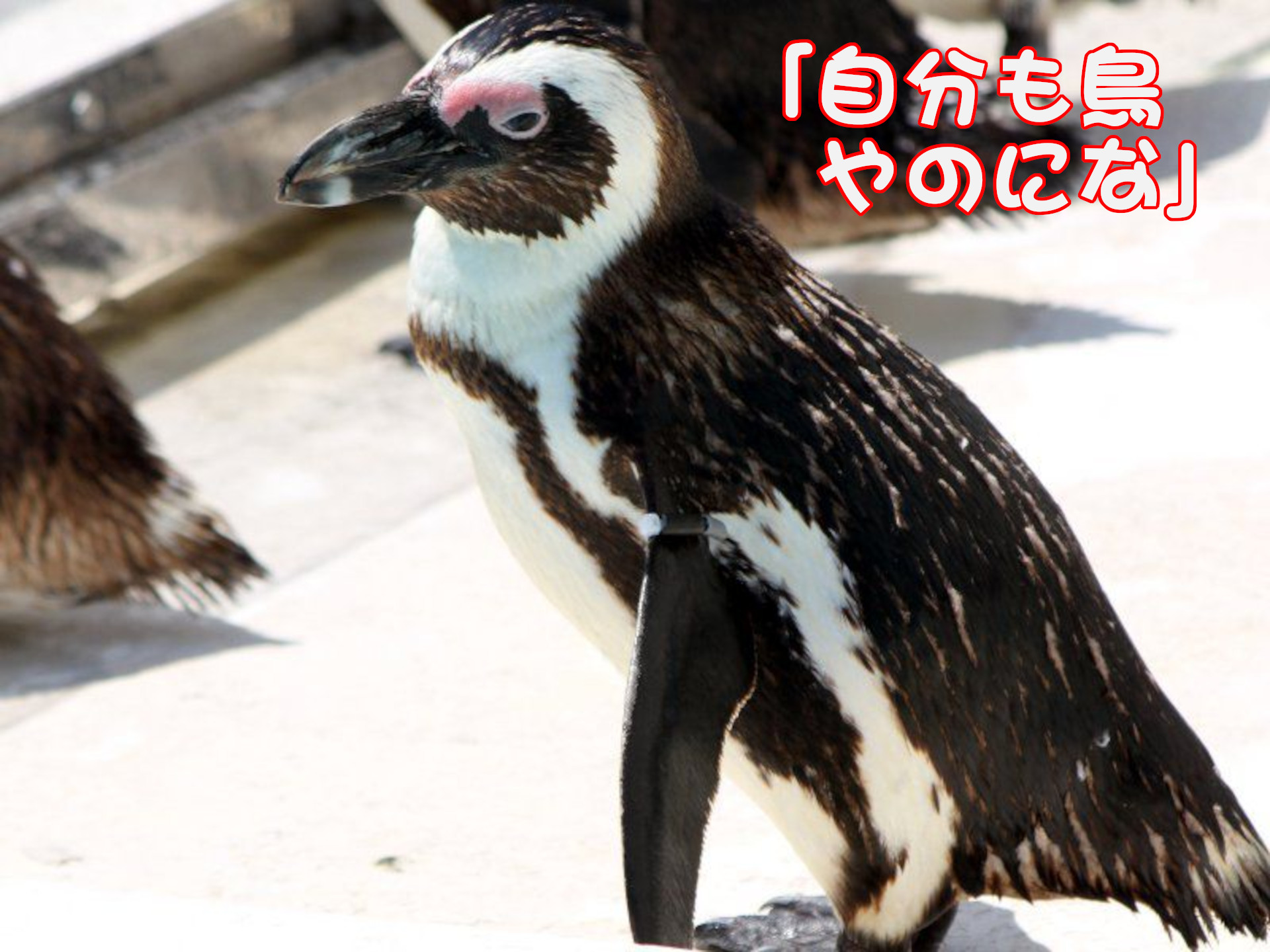 ケープペンギン
「自分も鳥やのにな」