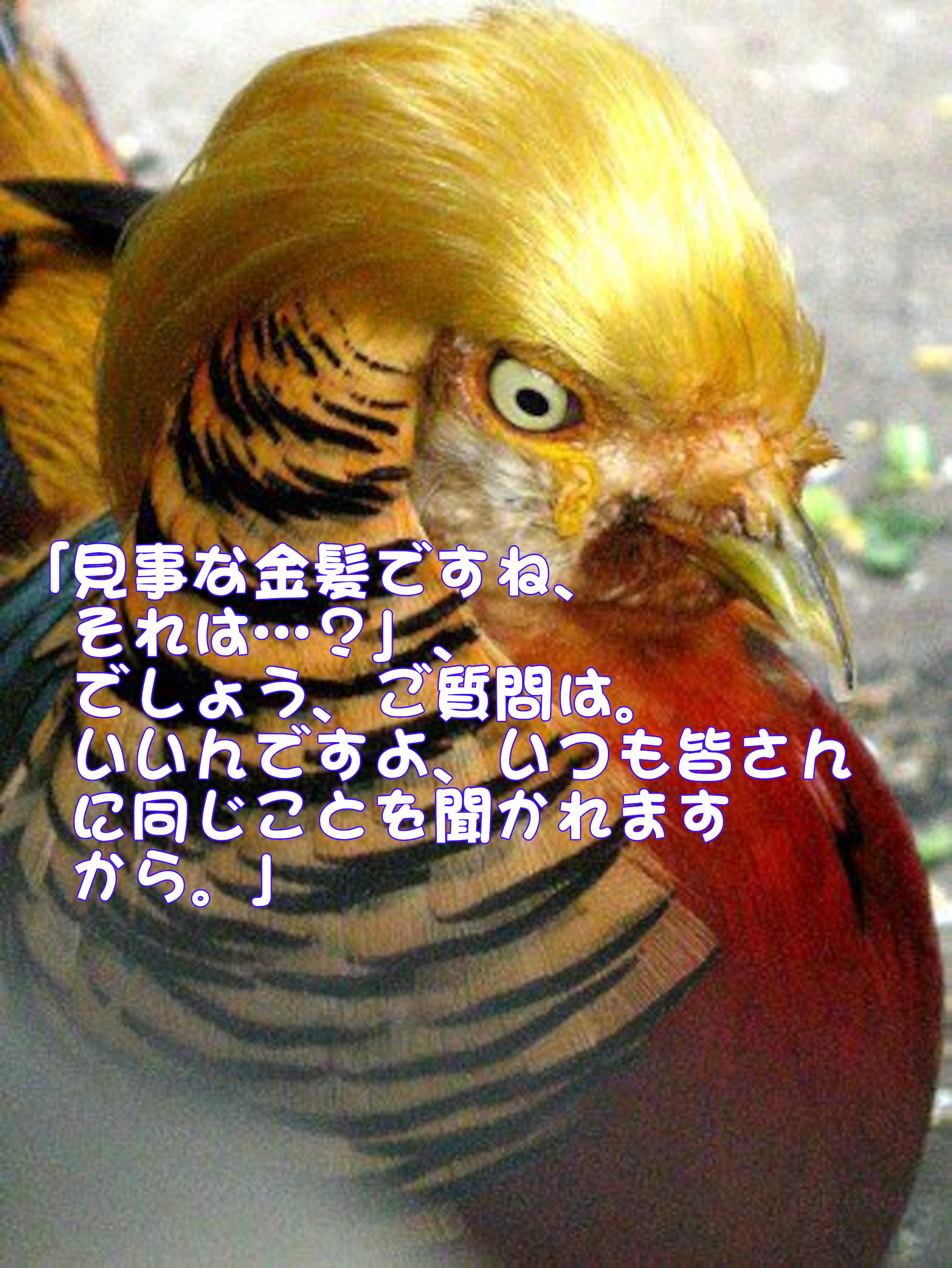 キンケイ
「見事な金髪ですね、それは・・・？」
でしょう、ご質問は。
いいんですよ、いつも皆さんに同じことを聞かれますから。」