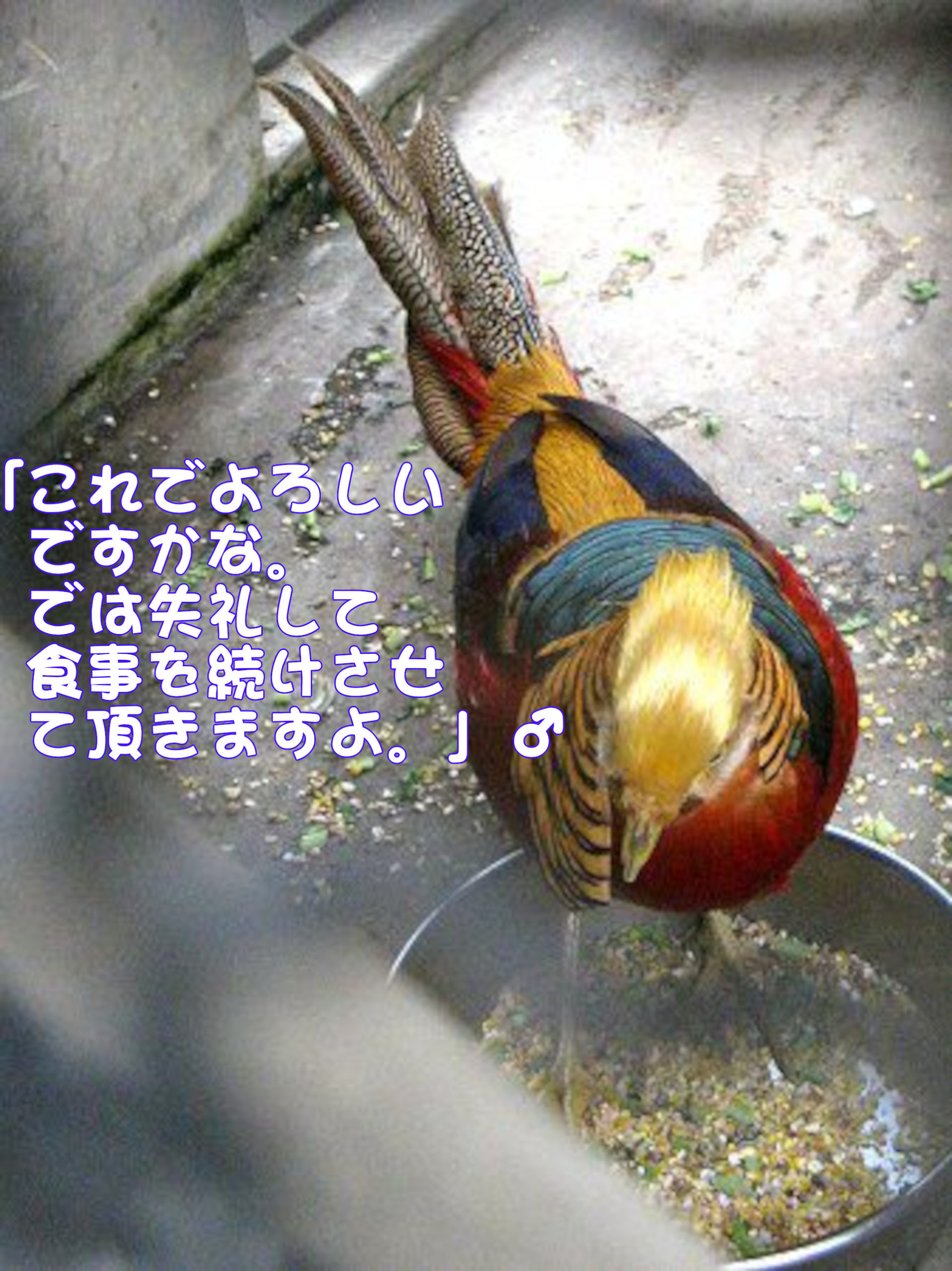 キンケイ
「これでよろしいですかな。では失礼して、食事を続けさせていただきますよ。」