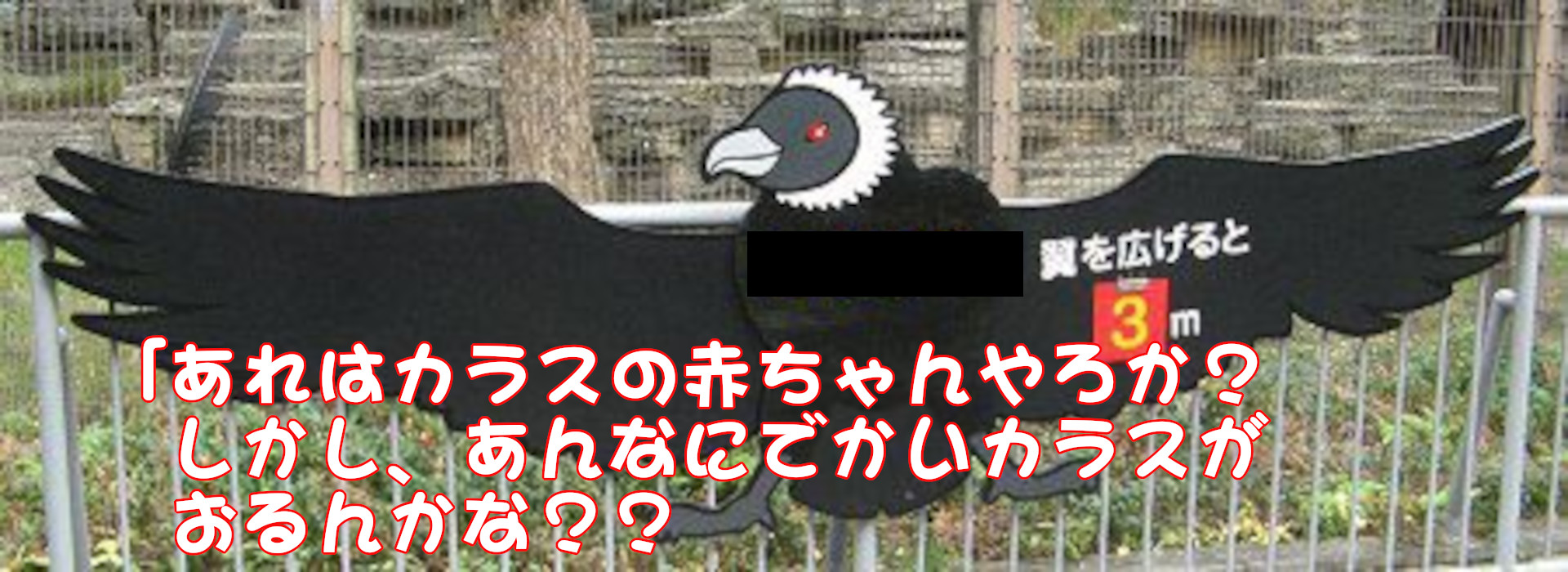 コンドル
「あれはカラスの赤ちゃんやろか？しまし、あんなにでかいカラスがおるんかな？？