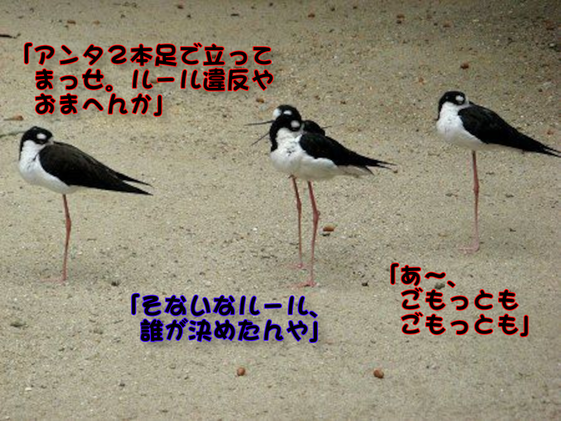 クロエリセイタカシギ
「アンタ2本足で立ってまっせ。ルール違反やおまへんか」
「そないなルール、誰が決めたんや」
「あ～、ごもっともごもっとも」