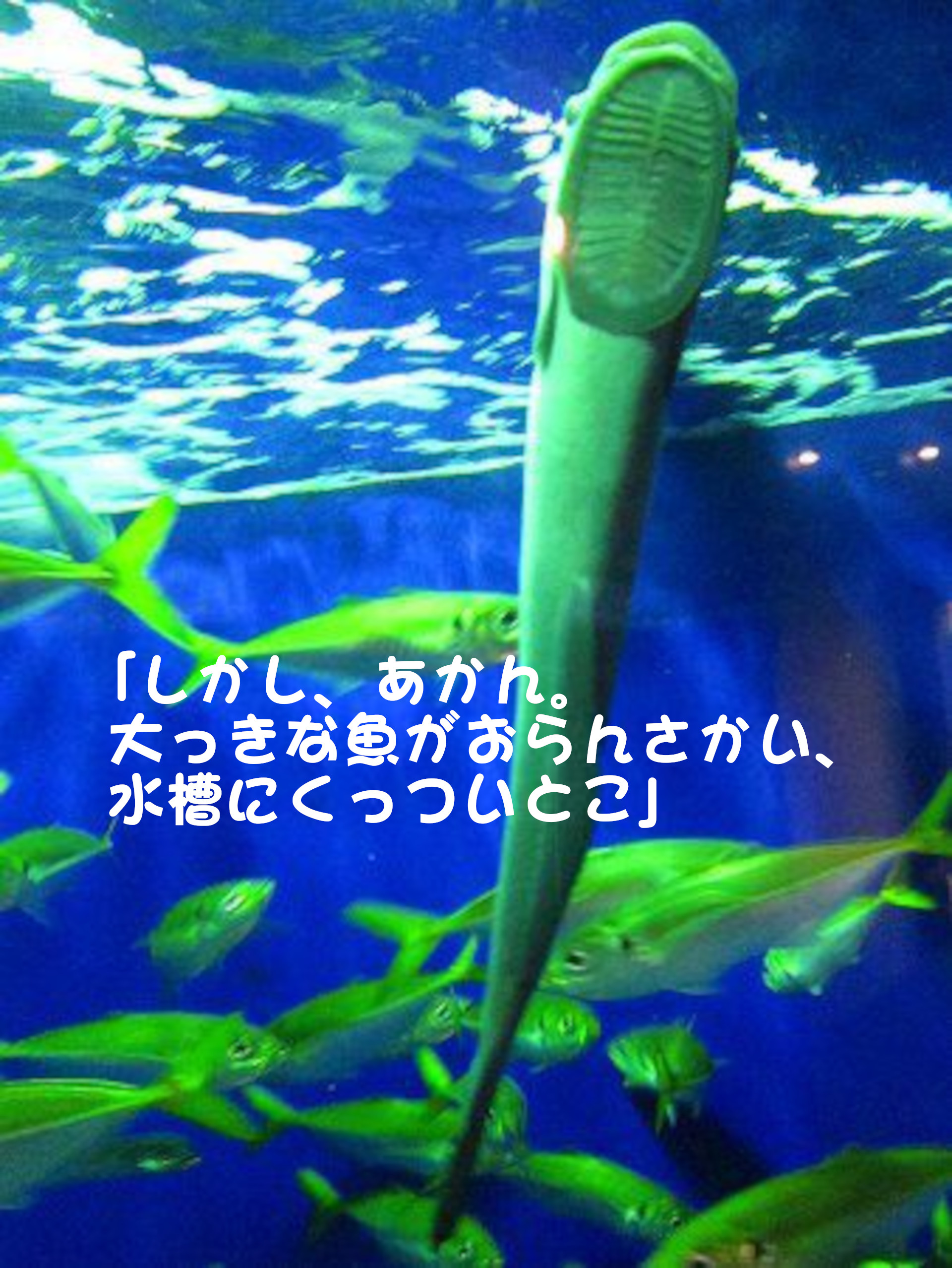 クロコバン
「しかし、あかん。大っきな魚がおらんさかい、水槽にくっついとこ」