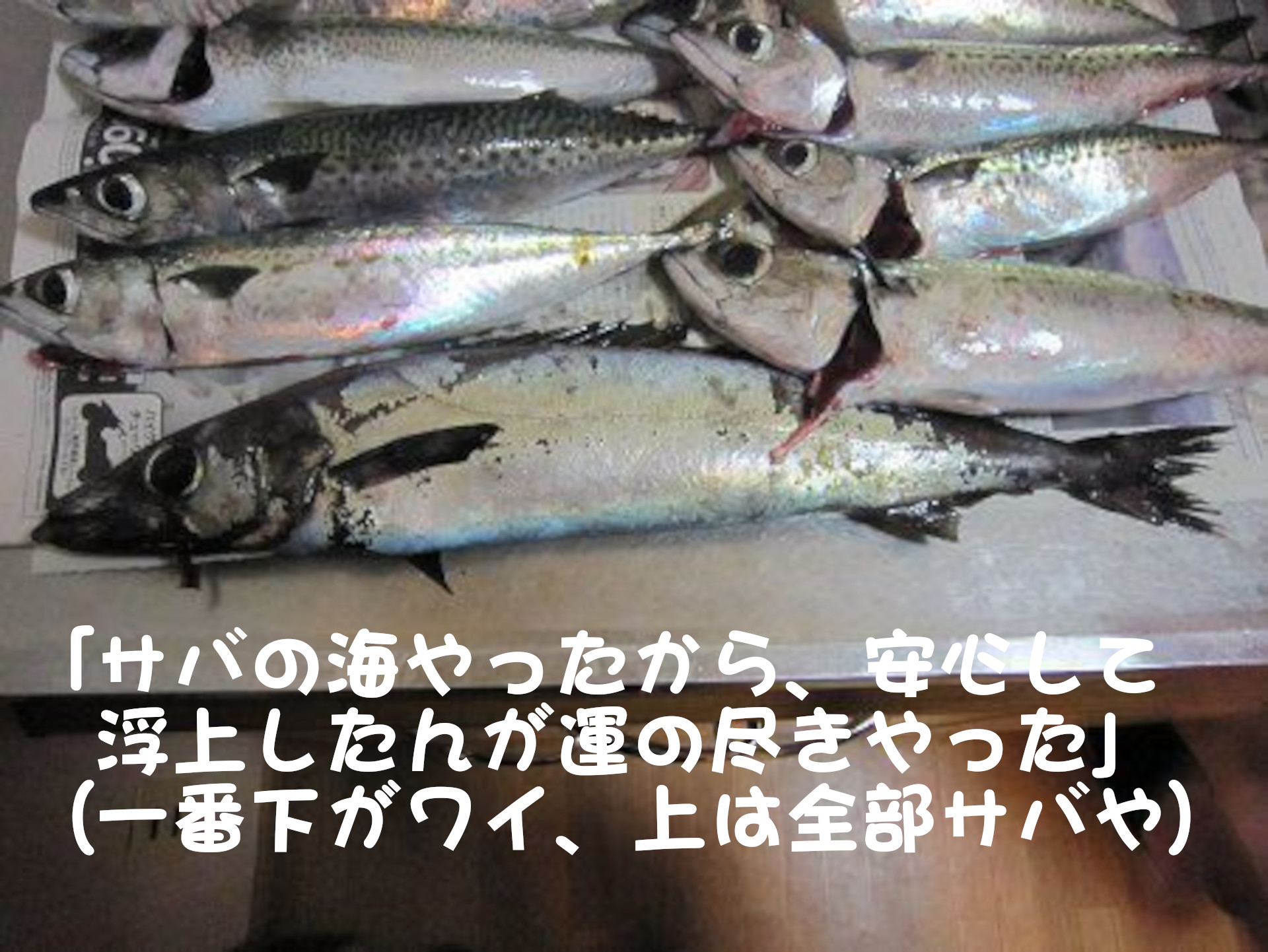 クロシビカマス
「サバの海やったから、安心して浮上したんが運の尽きやった」
（一番下がワイ、上は全部サバや）