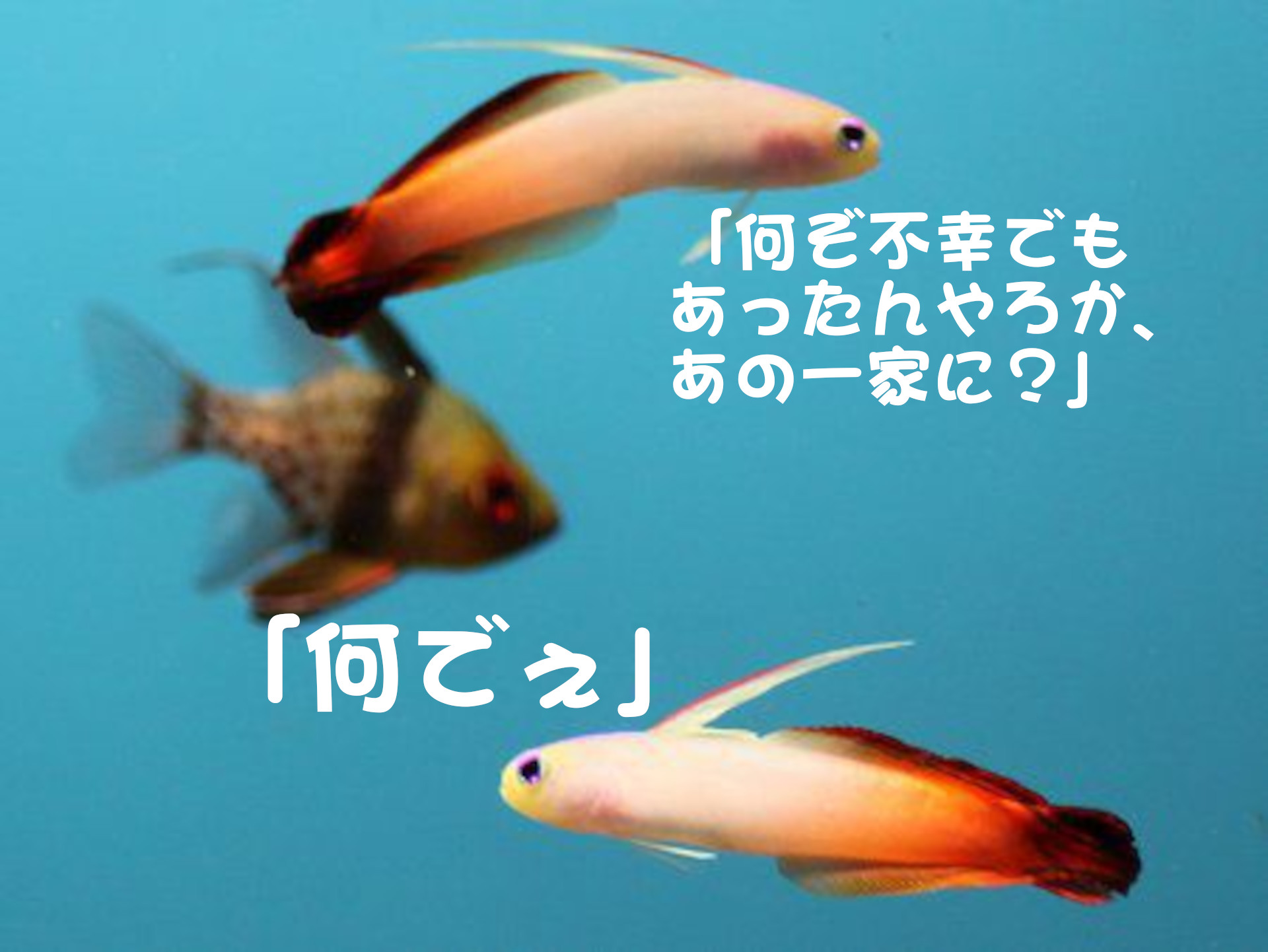 マンジュウイシモ
「何ぞ不幸でもあったんやろか、あの一家に？」