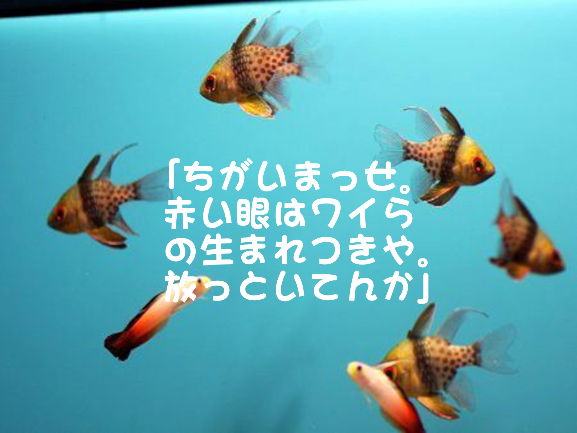 マンジュウイシモチ
「ちがいまっせ。赤い眼はワイらの生まれつきや。放っといてんか」