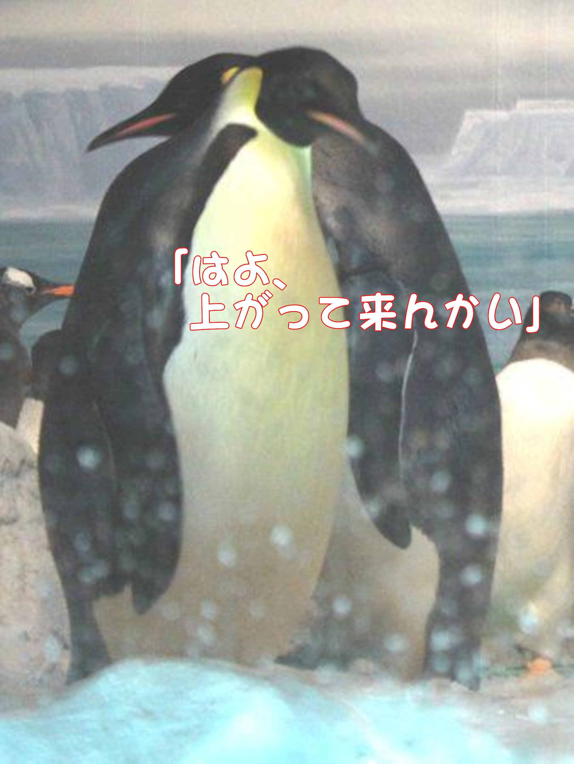 ペンギン
「はよ、上がって来んかい」
