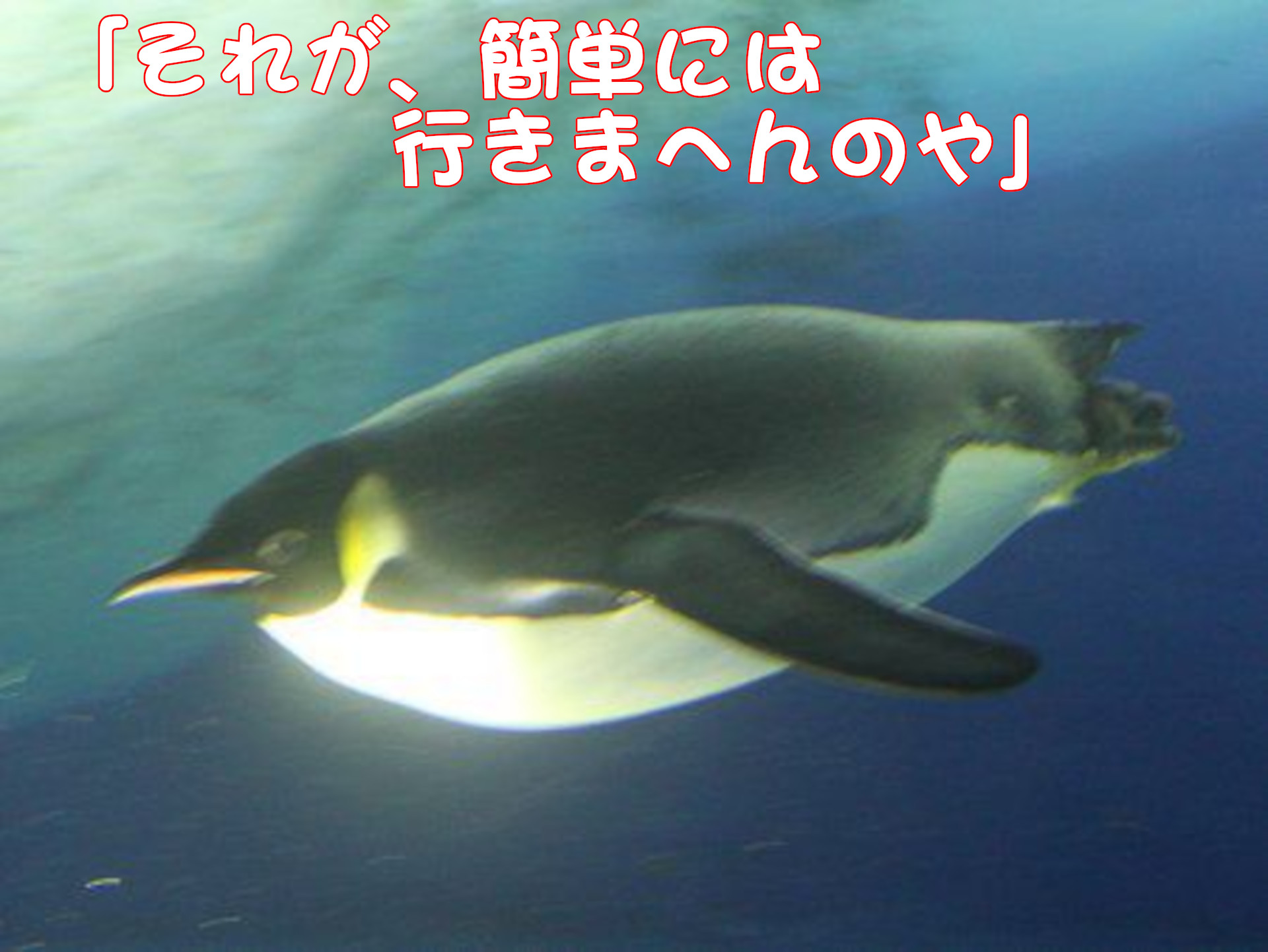 ペンギン
「それが、簡単には行きまへんのや」