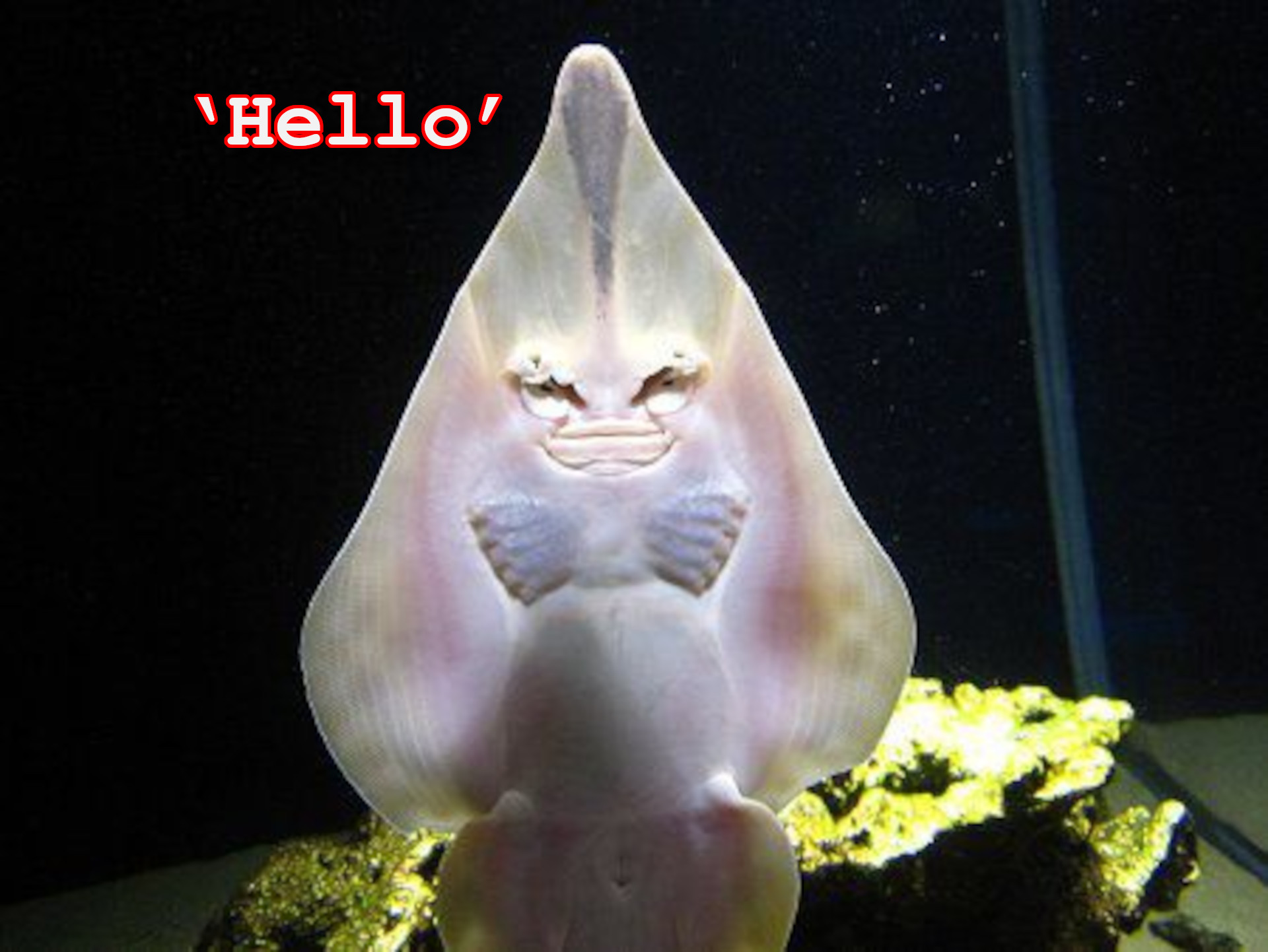 ‘Hello’