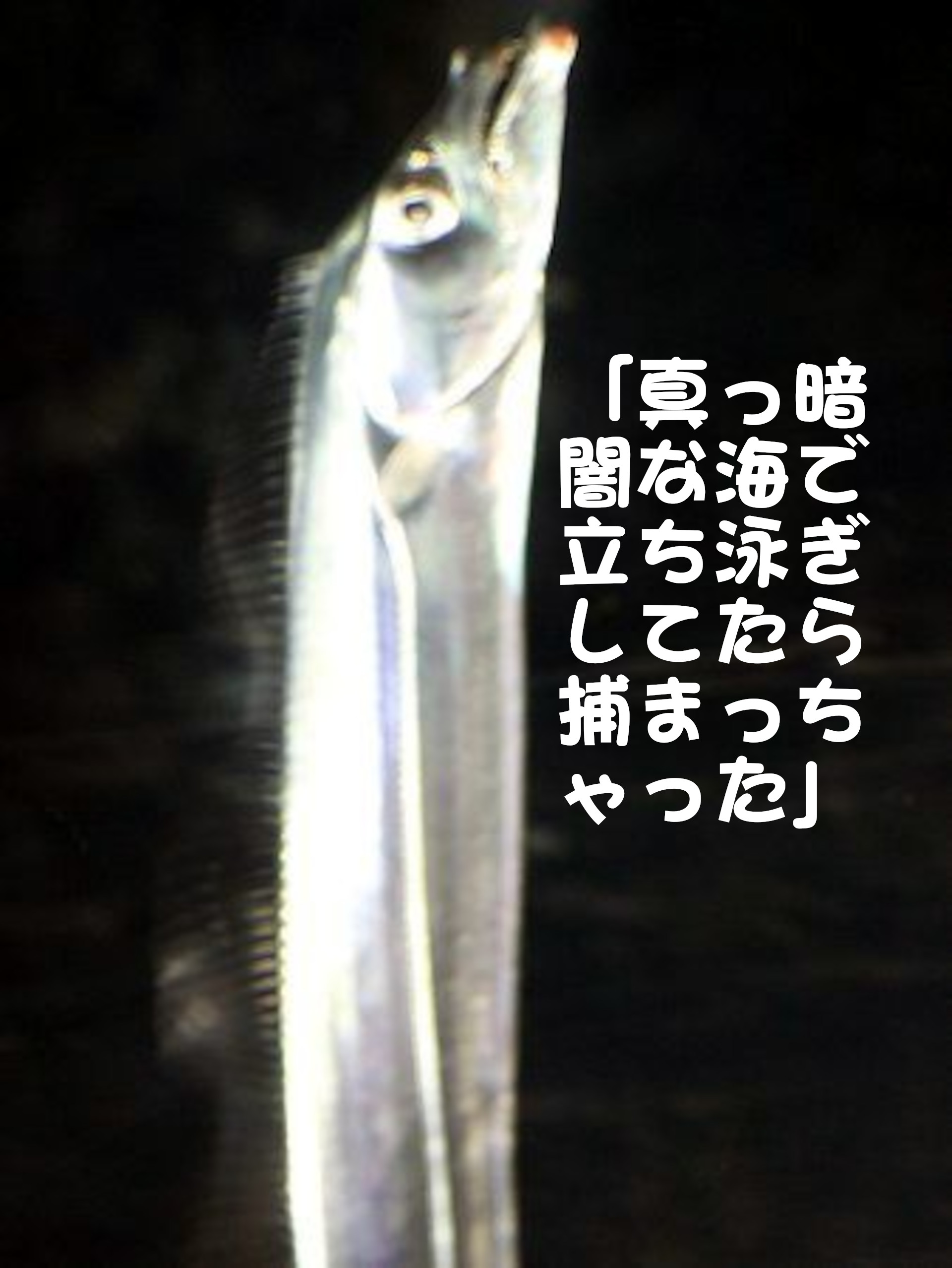 タチウオ
「真っ暗闇な海で立ち泳ぎしてたら捕まっちゃった」