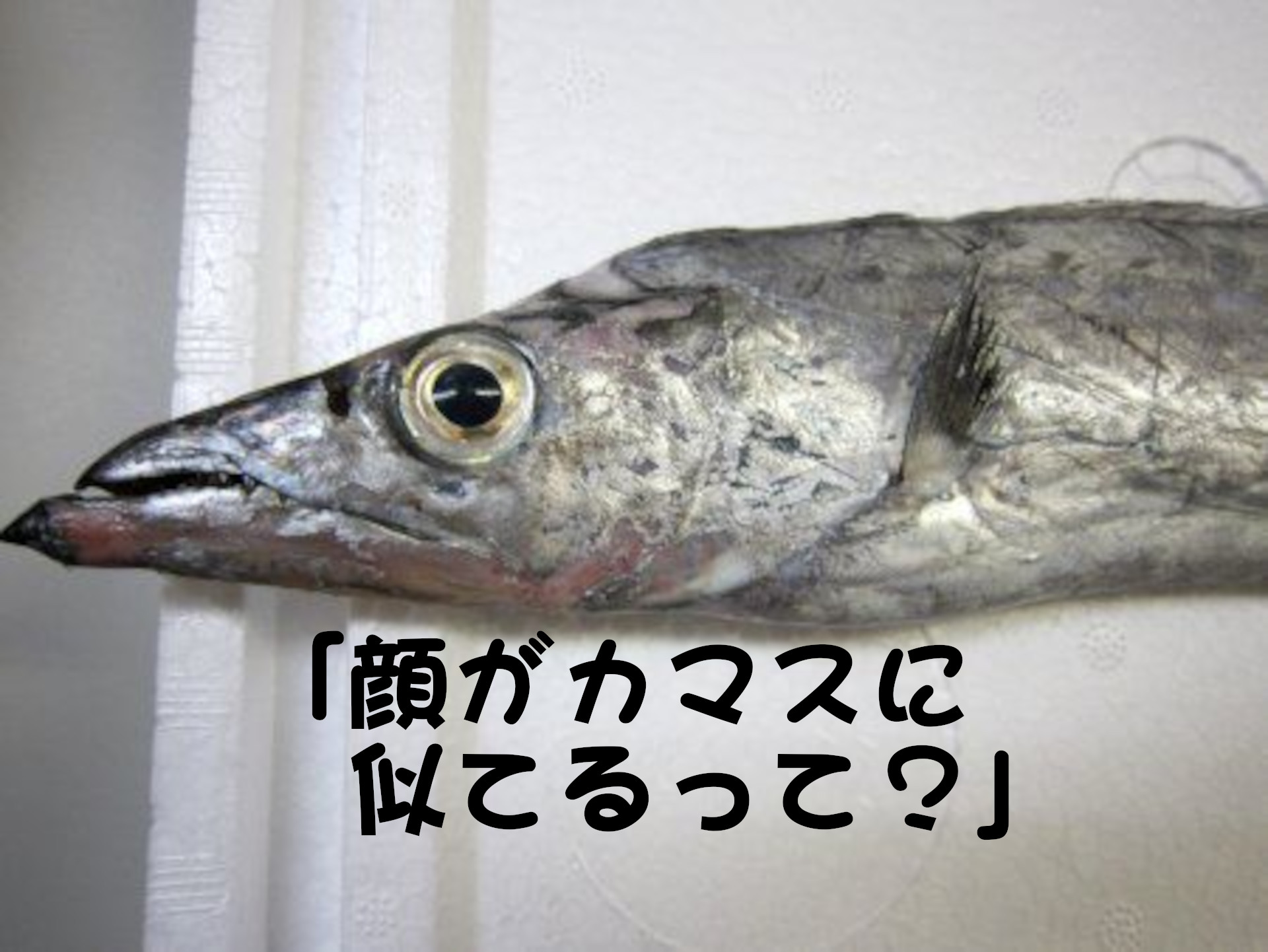 タチウオ
「顔がカマスに似てるって？」